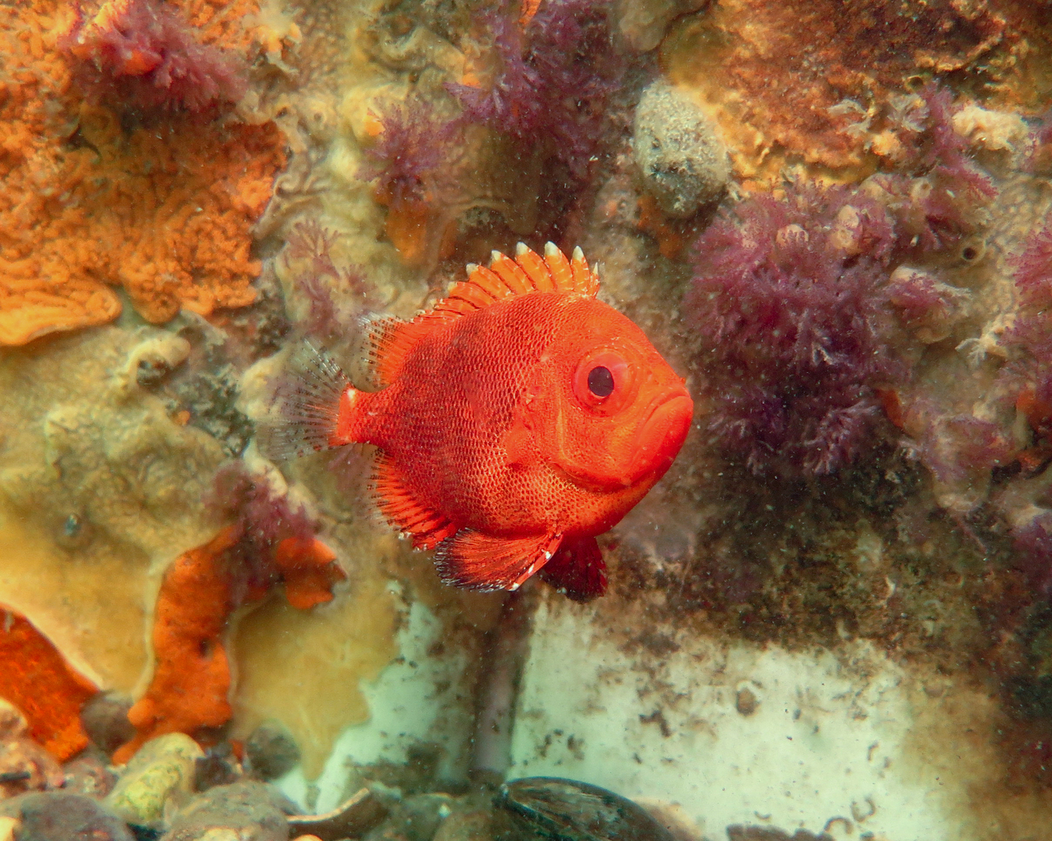 Short bigeye. @fishguyphotos