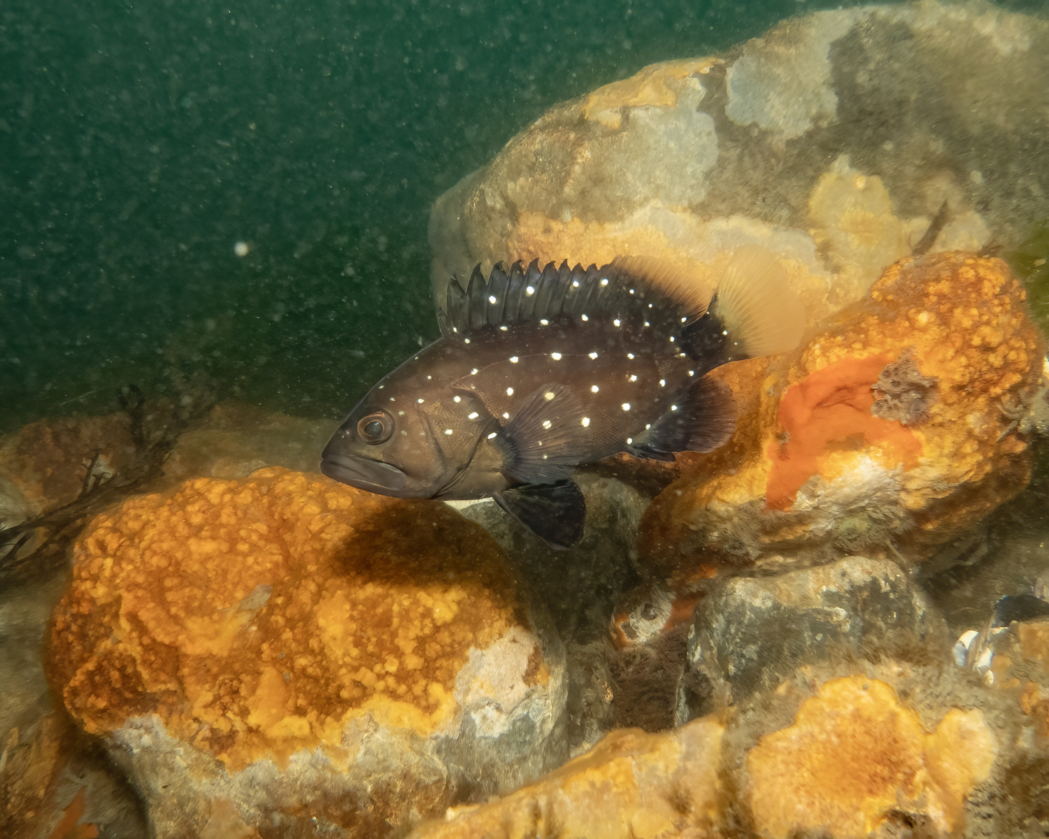 Snowy grouper. @fishguyphotos