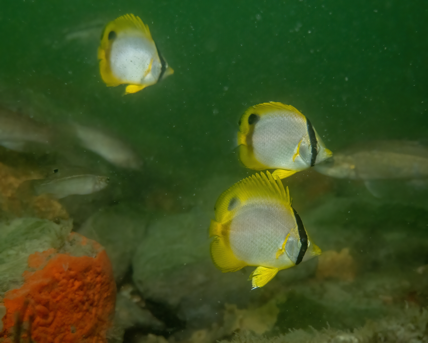 Spotfin butterflyfish. @fishguyphotos