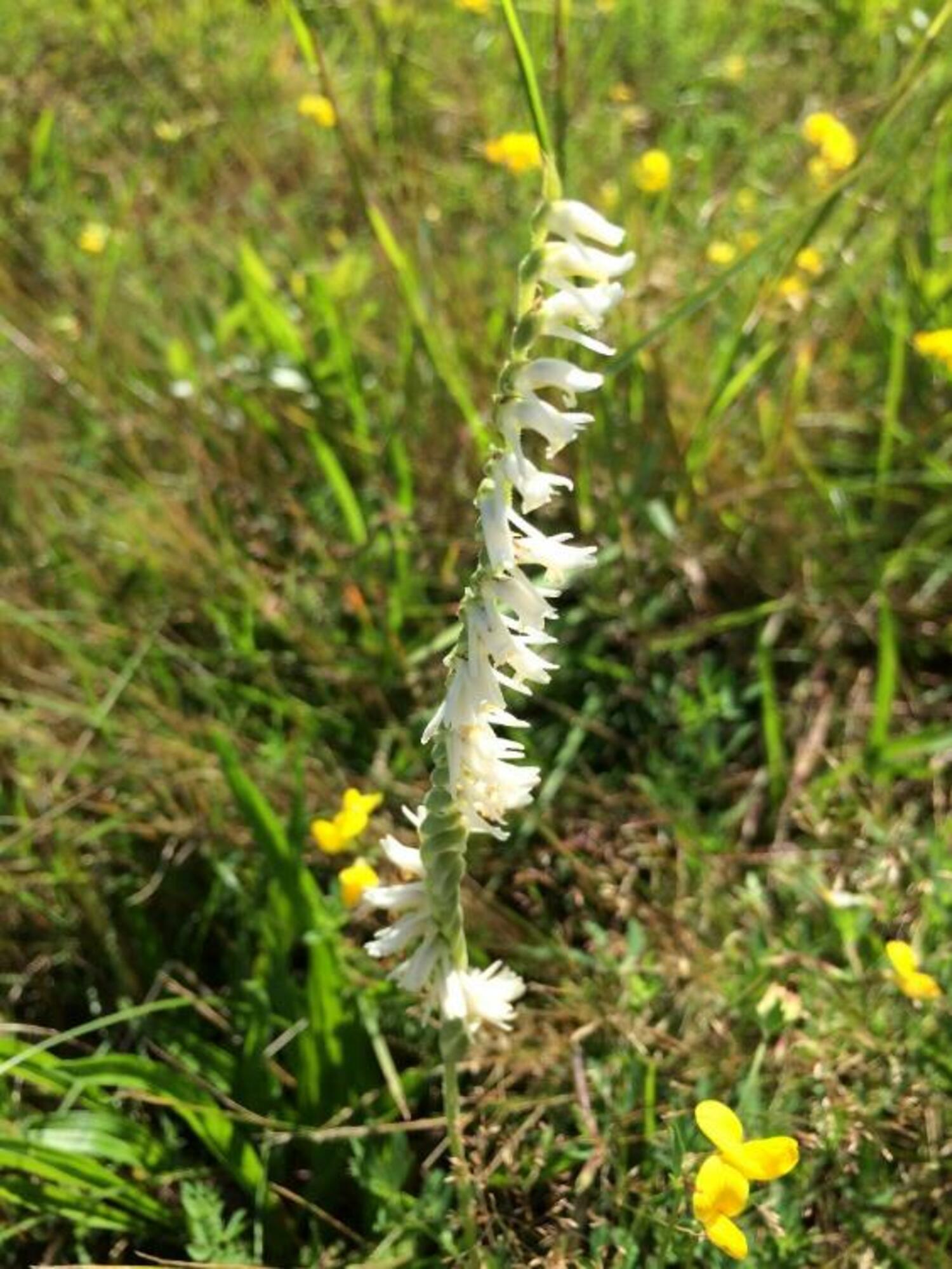 Spring ladies tresses. New York Natural Heritage Program photo