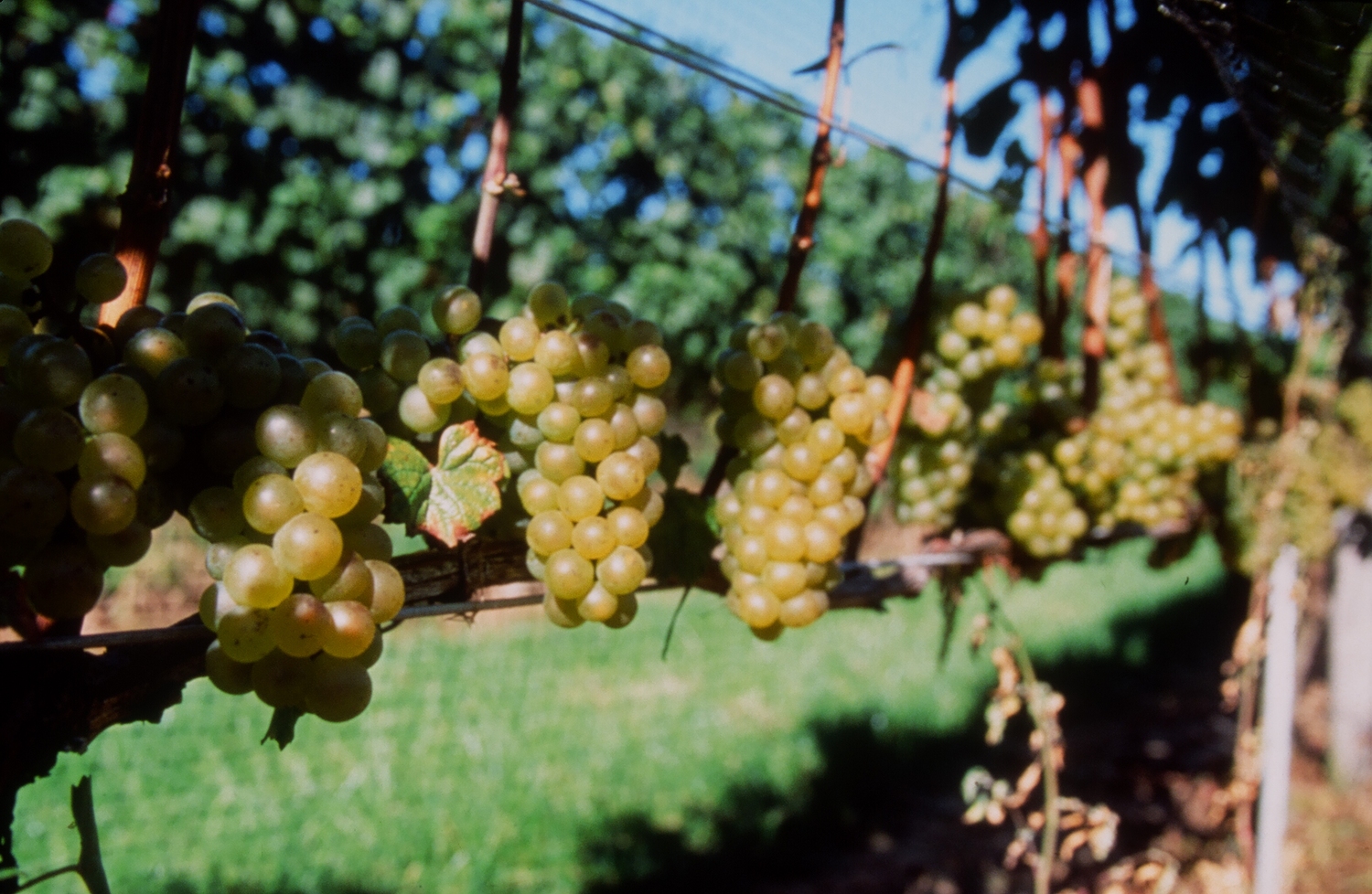 Some of the earliest grapes at Wölffer Estate Vineyard. COURTESY WÖLFFER ESTATE VINEYARD