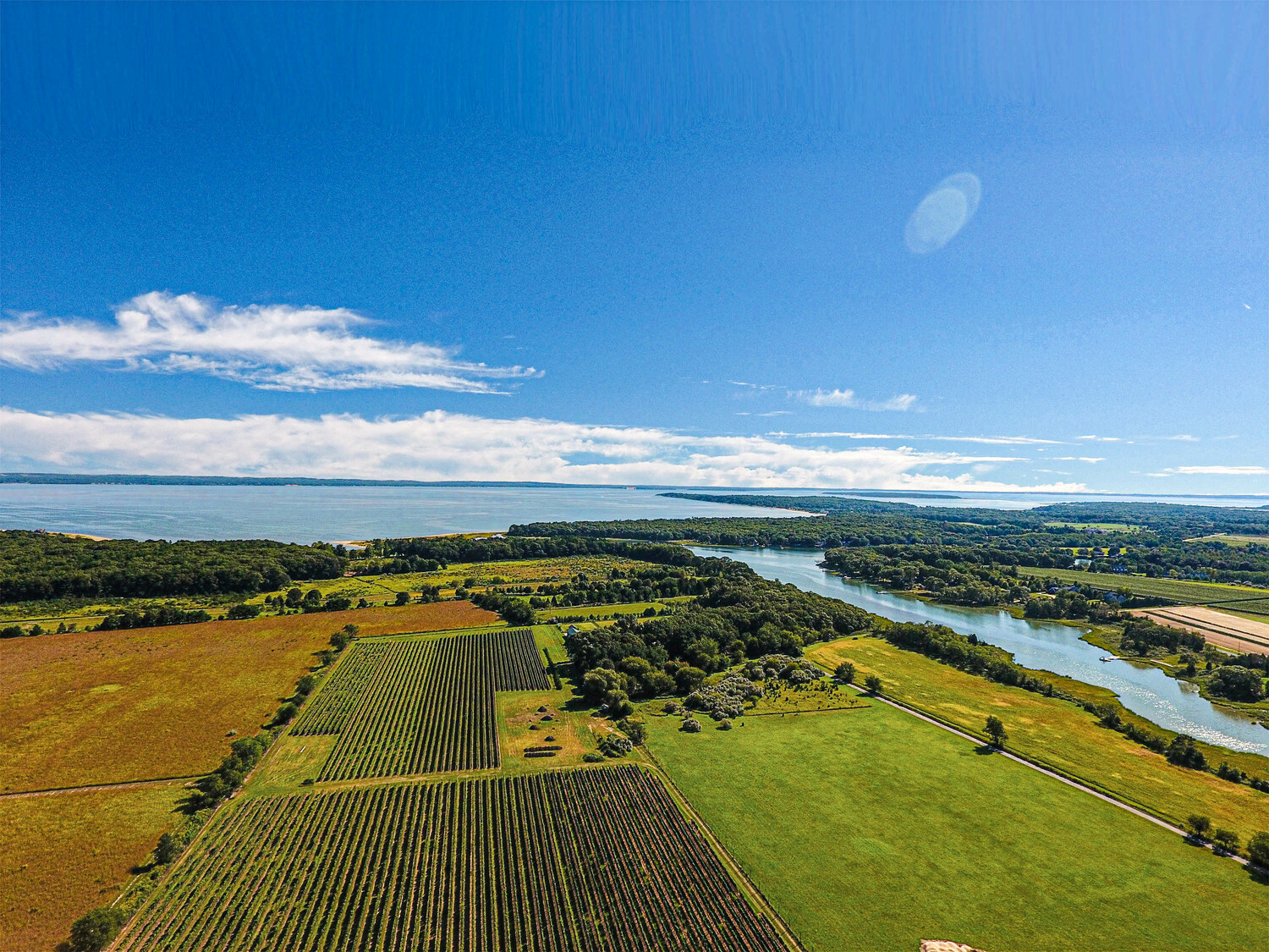 Vines at Bedell Cellars in Cutchogue. COURTESY BEDELL CELLARS