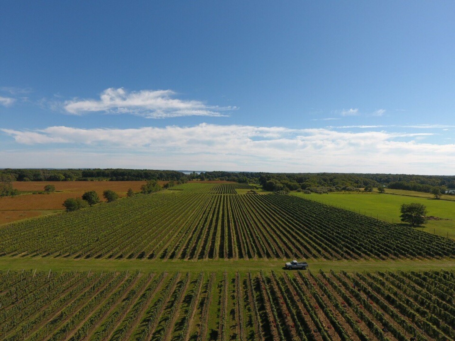 Vines at Bedell Cellars in Cutchogue. COURTESY BEDELL CELLARS