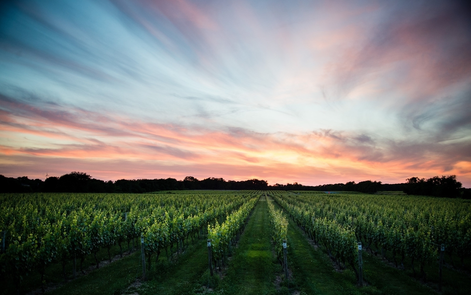 Vines at Bedell Cellars in Cutchogue. COURTESY BEDELL CELLARS