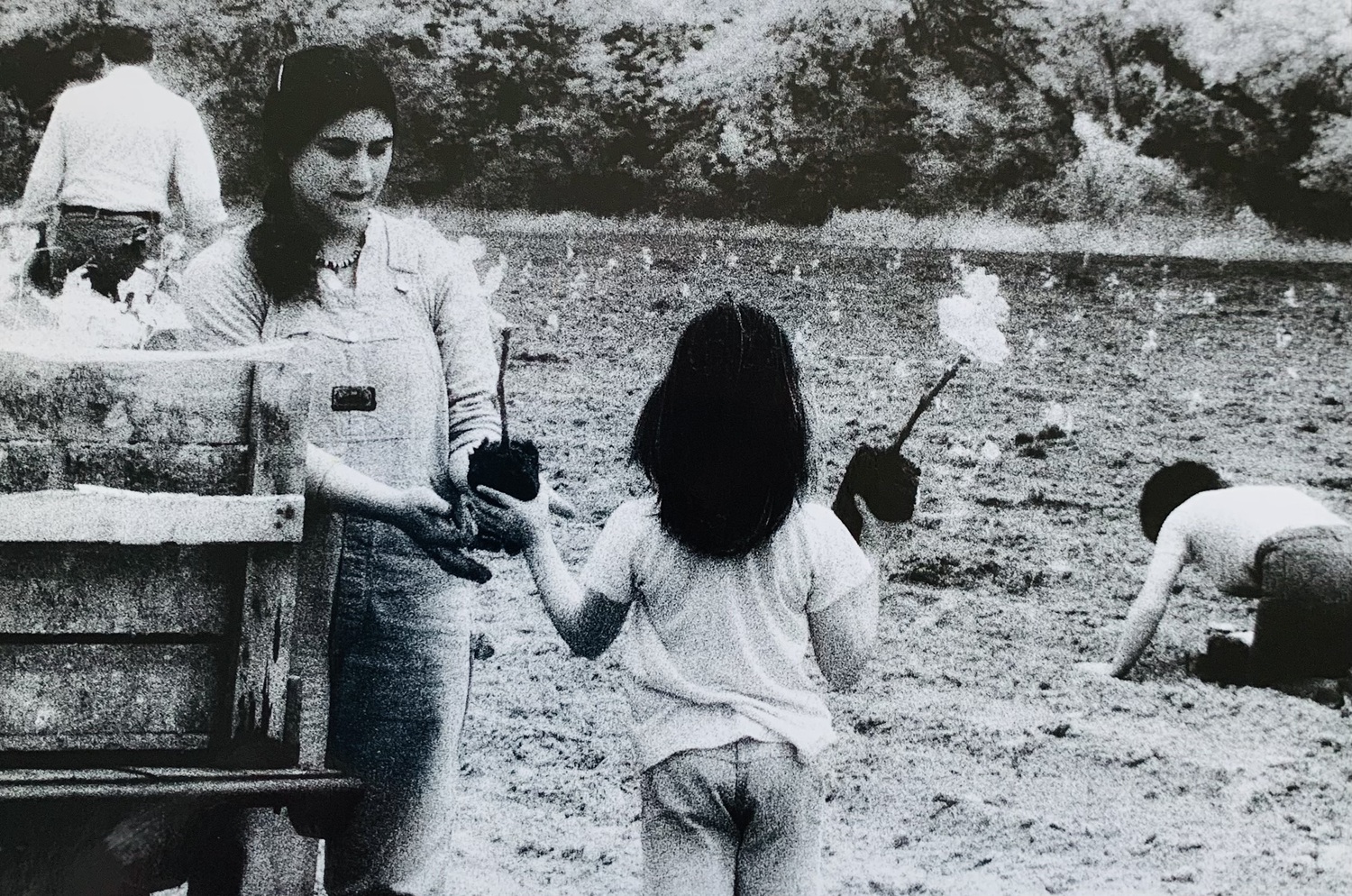 A scene from the first planting at Bridgehampton Winery in 1981. COURTESY LYLE GREENFIELD