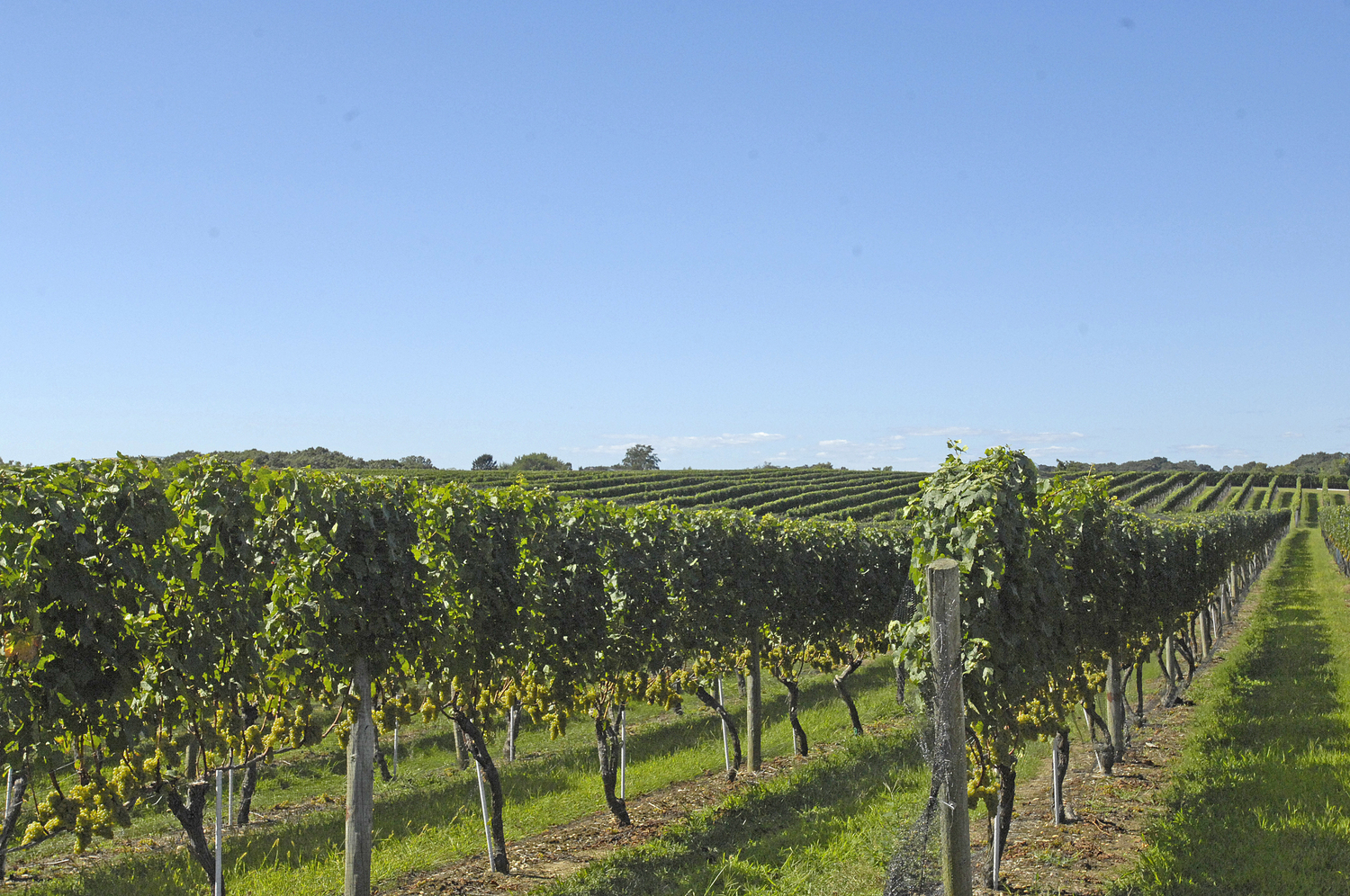 Wölffer Estate Vineyards in Sagaponack.   DANA SHAW