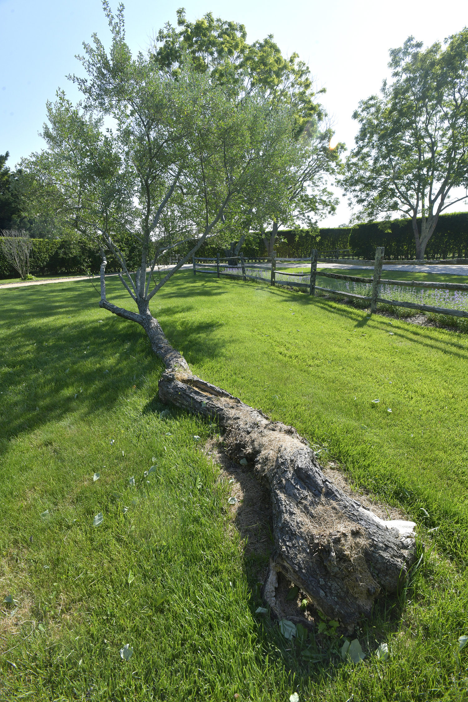 A Russian olive tree.   DANA SHAW