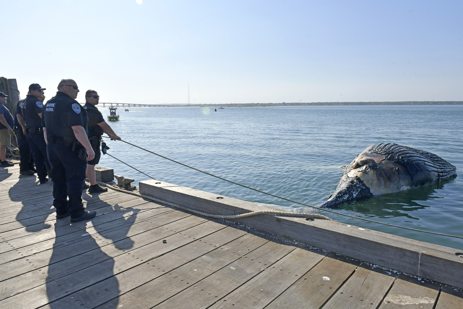 A decomposing male humpback whale floated into Shinnecock Bay through the Shinnecock Inlet and had to be towed back out on Thursday afternoon.    DANA SHAW