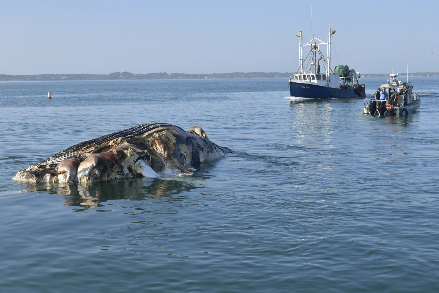 A decomposing male humpback whale floated into Shinnecock Bay through the Shinnecock Inlet and had to be towed back out on Thursday afternoon.    DANA SHAW