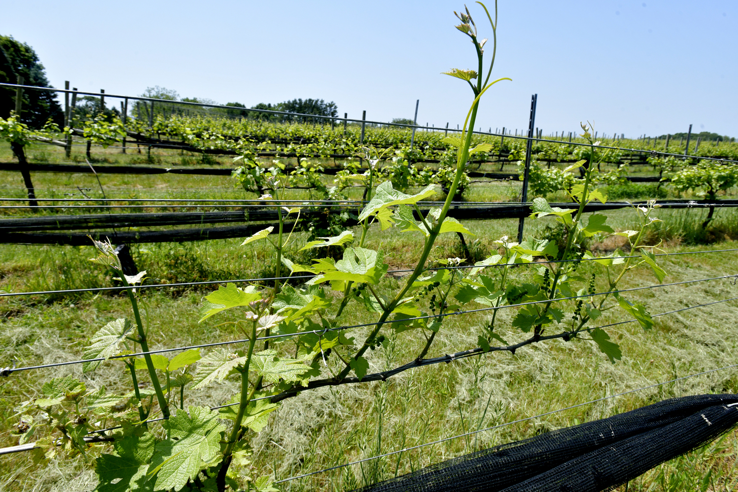 Paumanok Vineyards in Aquebogue.   DANA SHAW