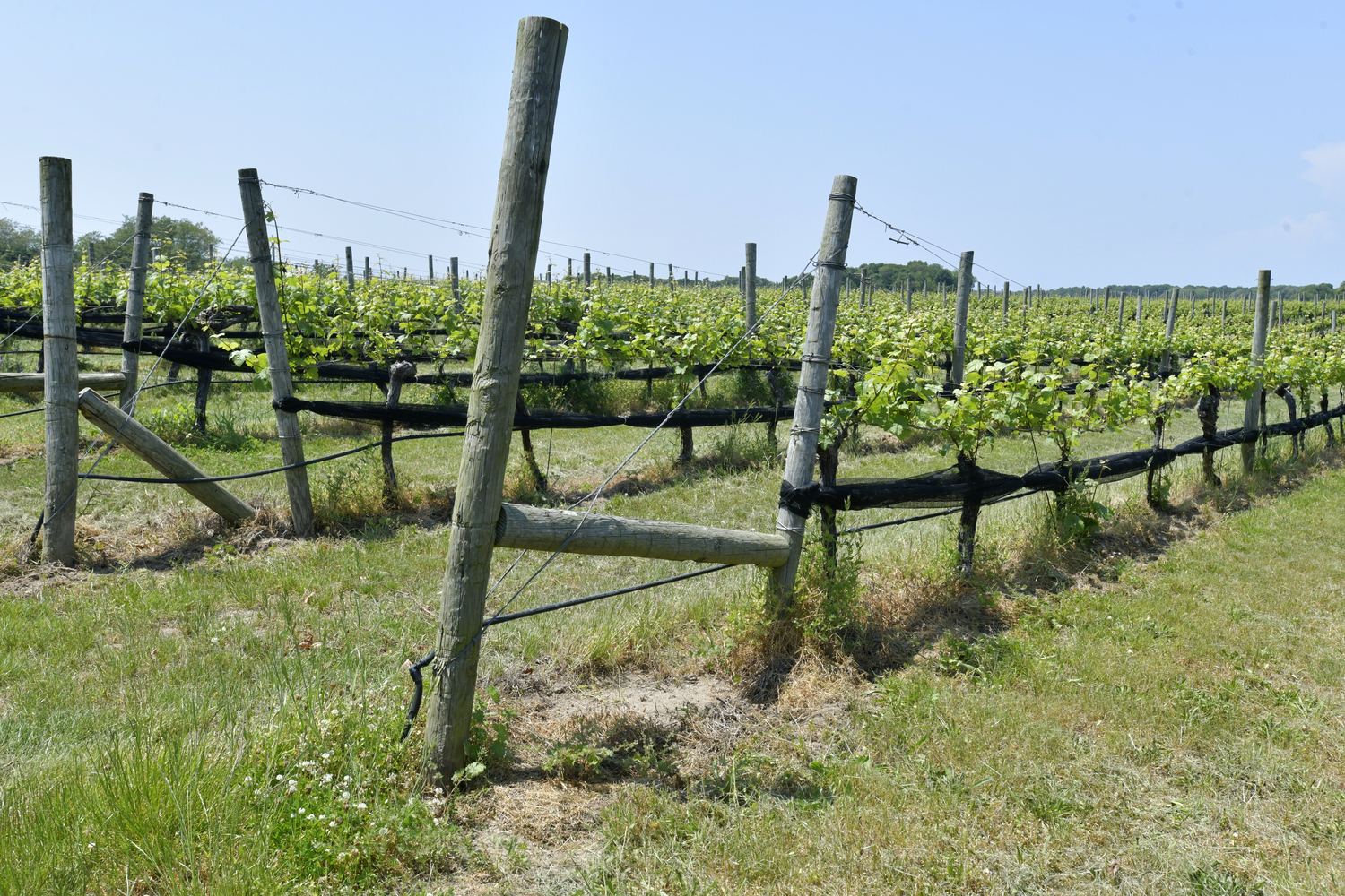 Paumanok Vineyards in Aquebogue.   DANA SHAW