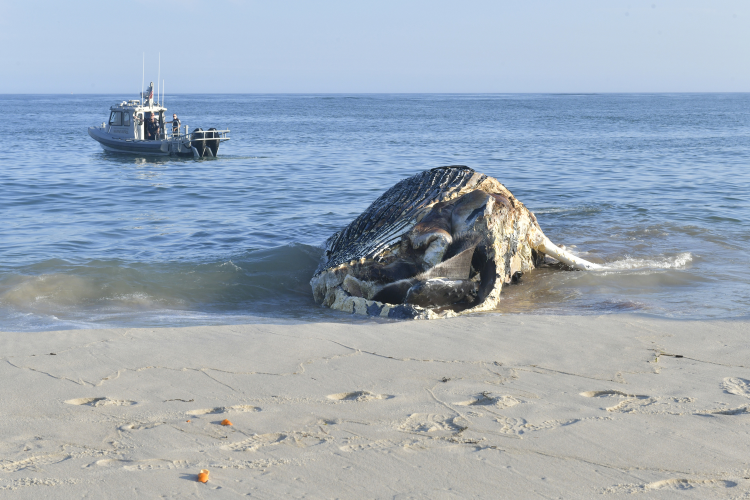 A decomposing male humpback whale floated into Shinnecock Bay through the Shinnecock Inlet and had to be towed back out on Thursday afternoon.  The whale was beached to the west of the inlet so a necropsy could be performed. It will then be buried.  DANA SHAW