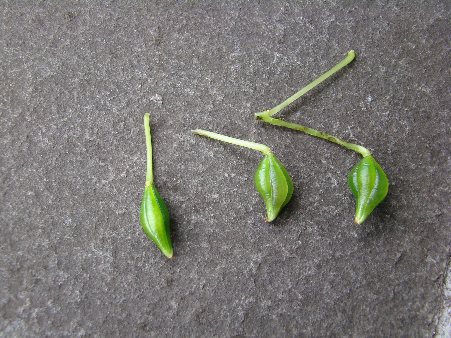 Seed pods, or 