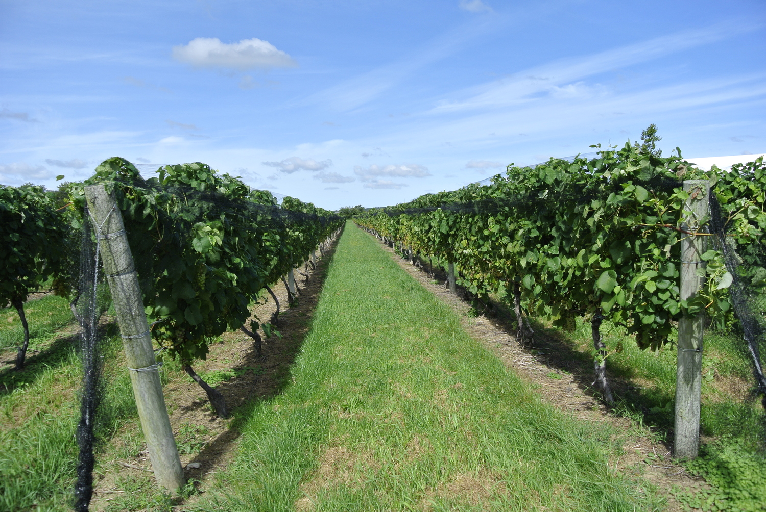 Wölffer Estate Vineyards in Sagaponack.   DANA SHAW