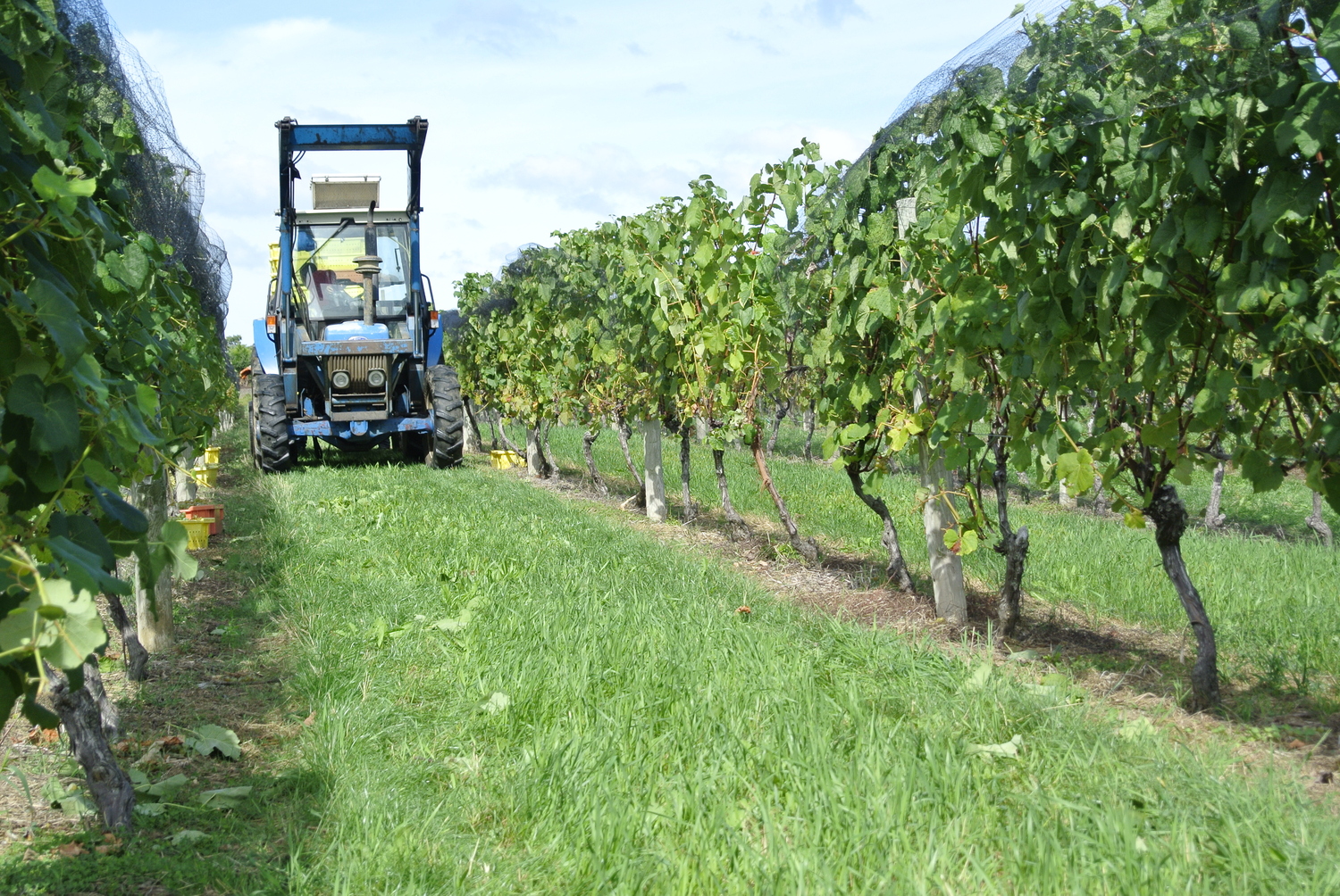 Wölffer Estate Vineyards in Sagaponack.   DANA SHAW