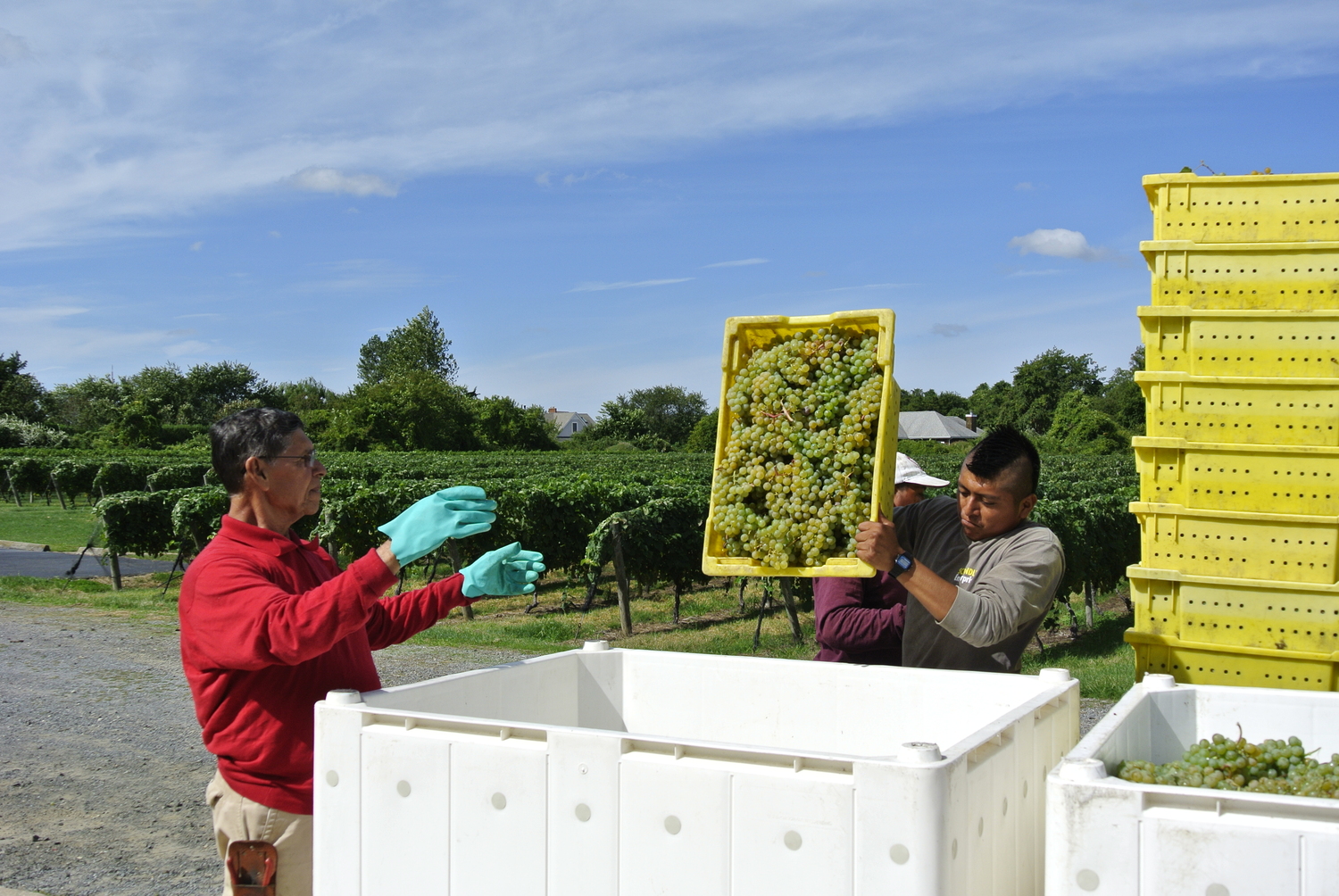 Wölffer Estate Vineyards in Sagaponack.   DANA SHAW