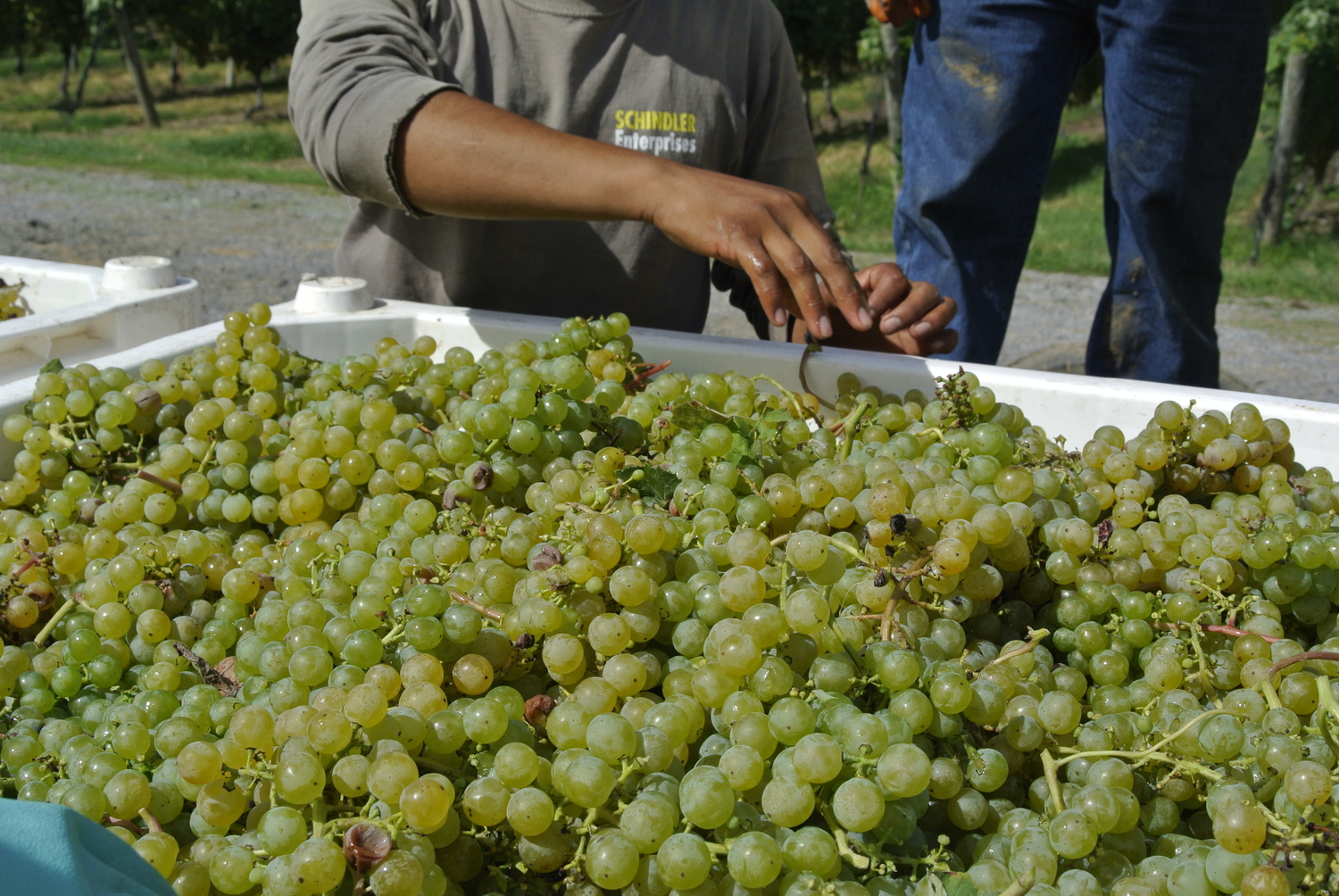 Wölffer Estate Vineyards in Sagaponack.   DANA SHAW