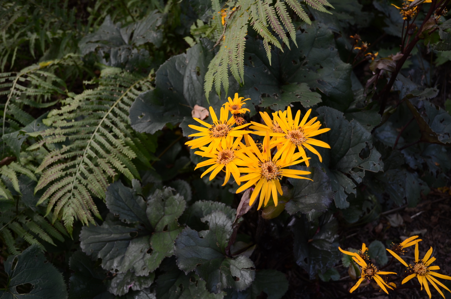 Again showing the diversity within a genus this dark green/marooned foliage Ligularia flowers in early September with daisy like orange/yellow flowers. ANDREW MESSINGER
