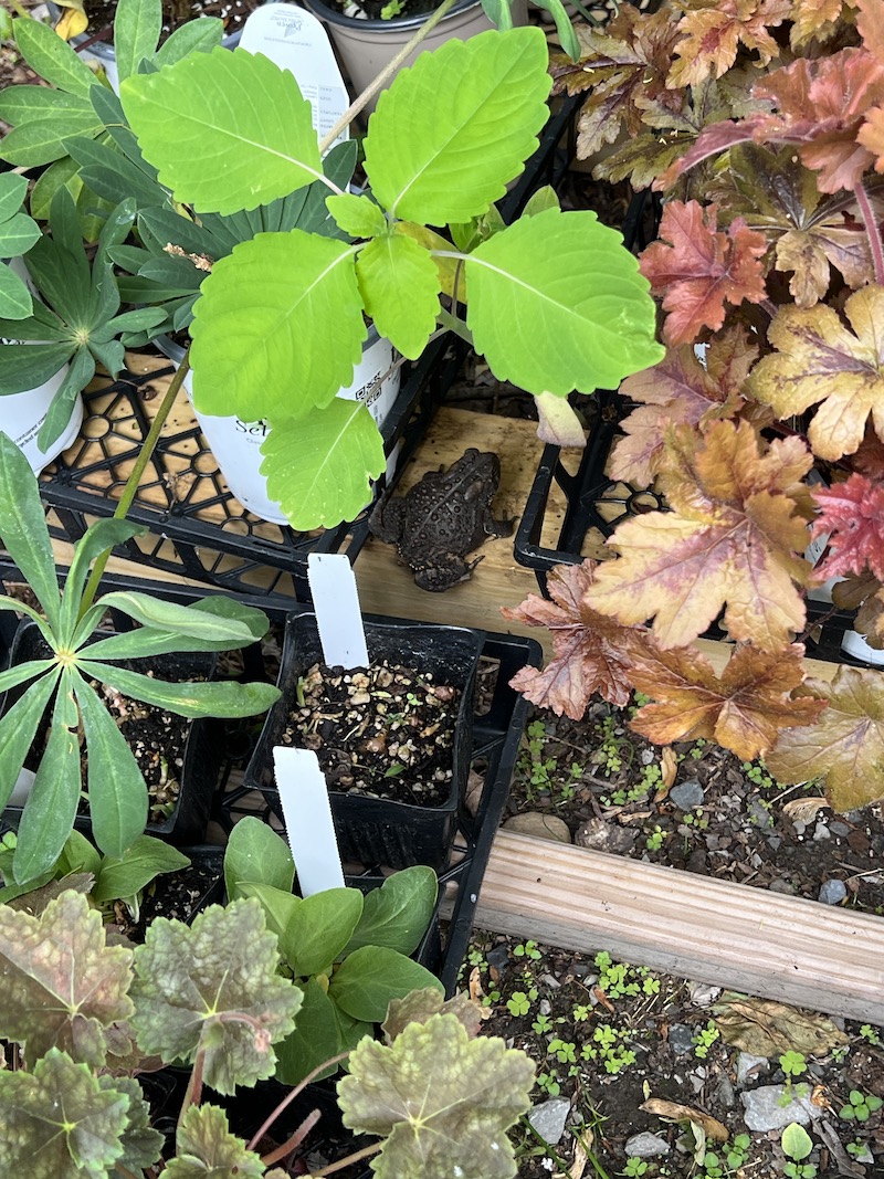 Note the toad on the board just above the center of the picture. This one isn’t particularly warty and more attractive than most. At this location I suspect slugs are on the menu.
ANDREW MESSINGER