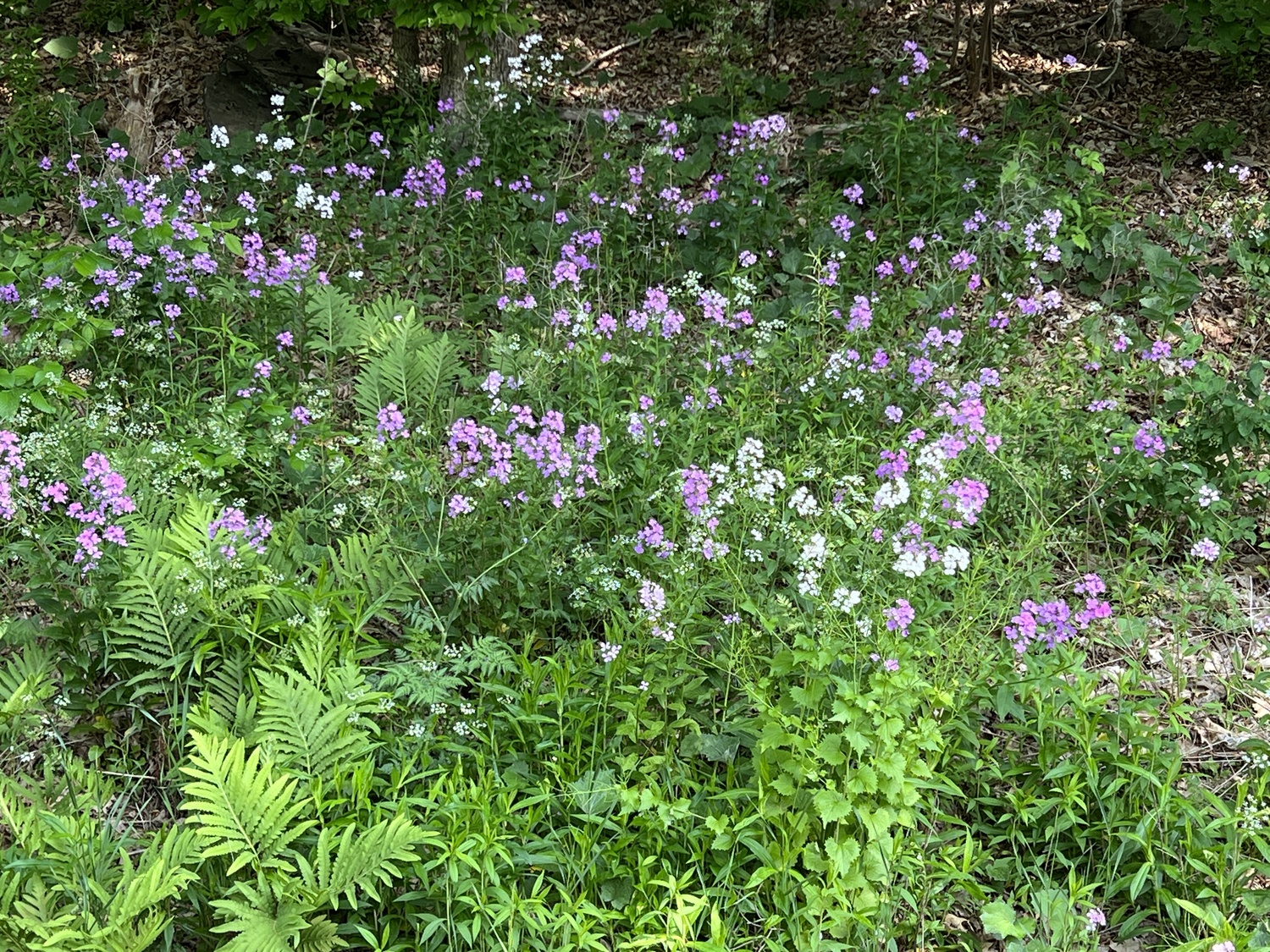 Hesperis matronalis can be a wonderful wildflower, but it’s a slightly invasive, non-native. It tends to colonize and can be found at the wood's edge or along the roadside. ANDREW MESSINGER