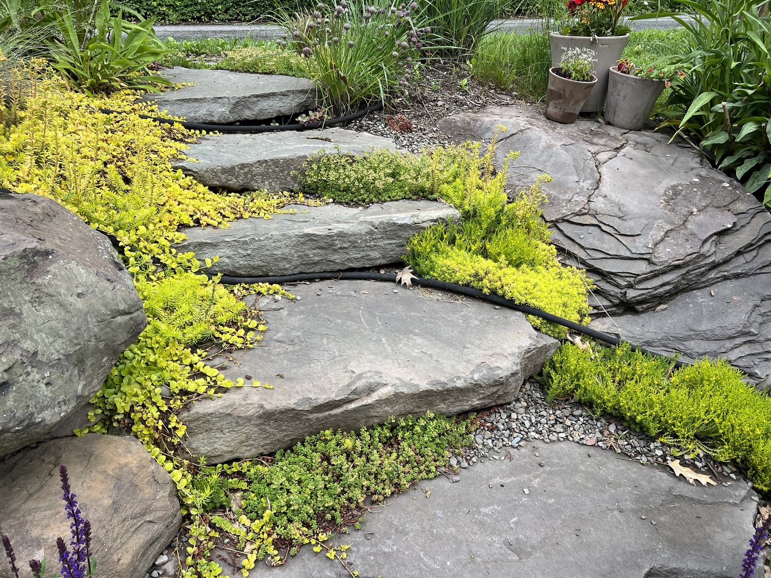 Sedums and other succulents make great ground covers in dry, hot spots like these gravel lined stepping stones at neighbor Nancy’s. There are 12 different sedum varieties in this picture so you can see how diverse they are.  ANDREW MESSINGER