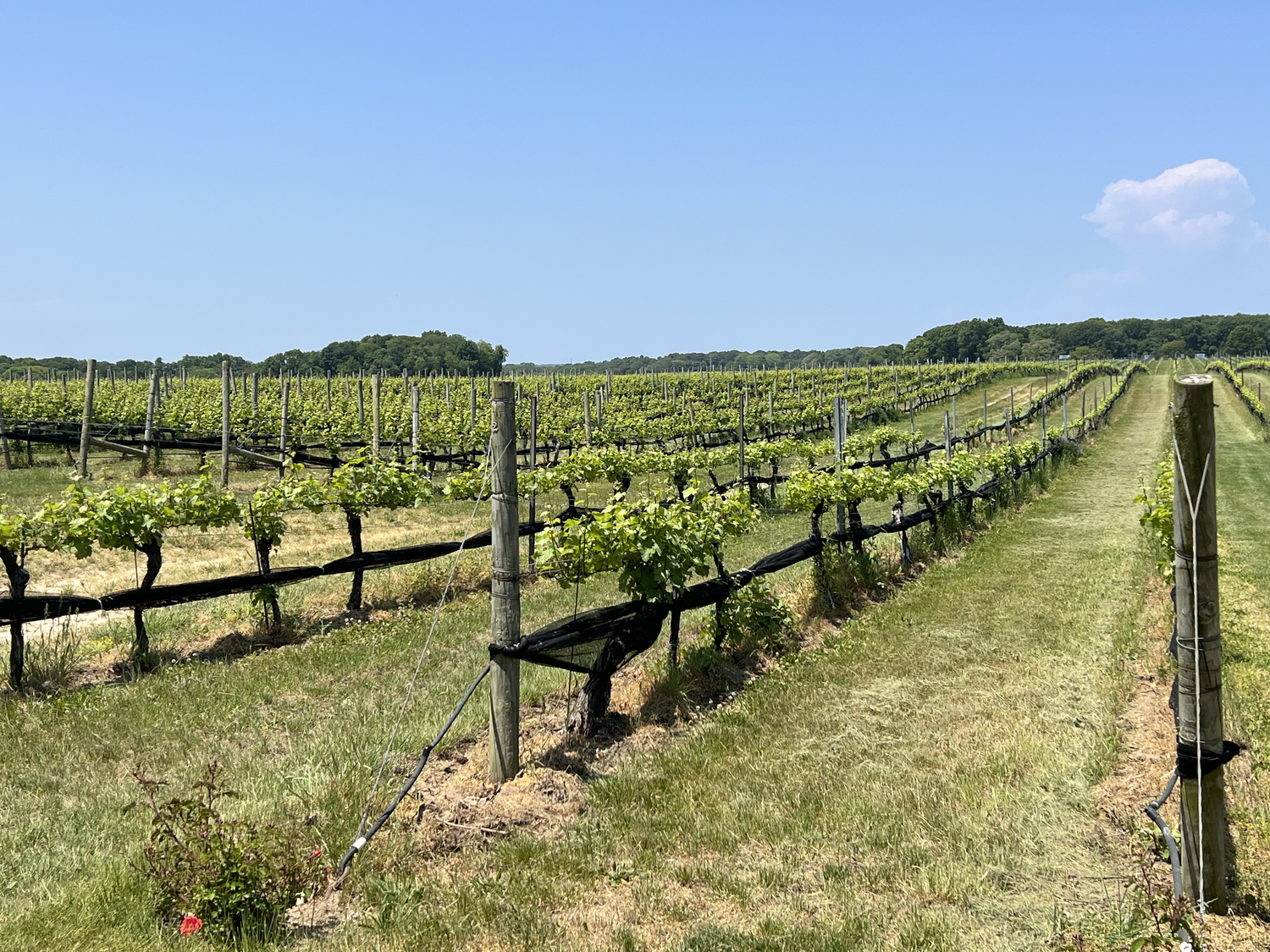 Paumanok Vineyards in Aquebogue.   DANA SHAW