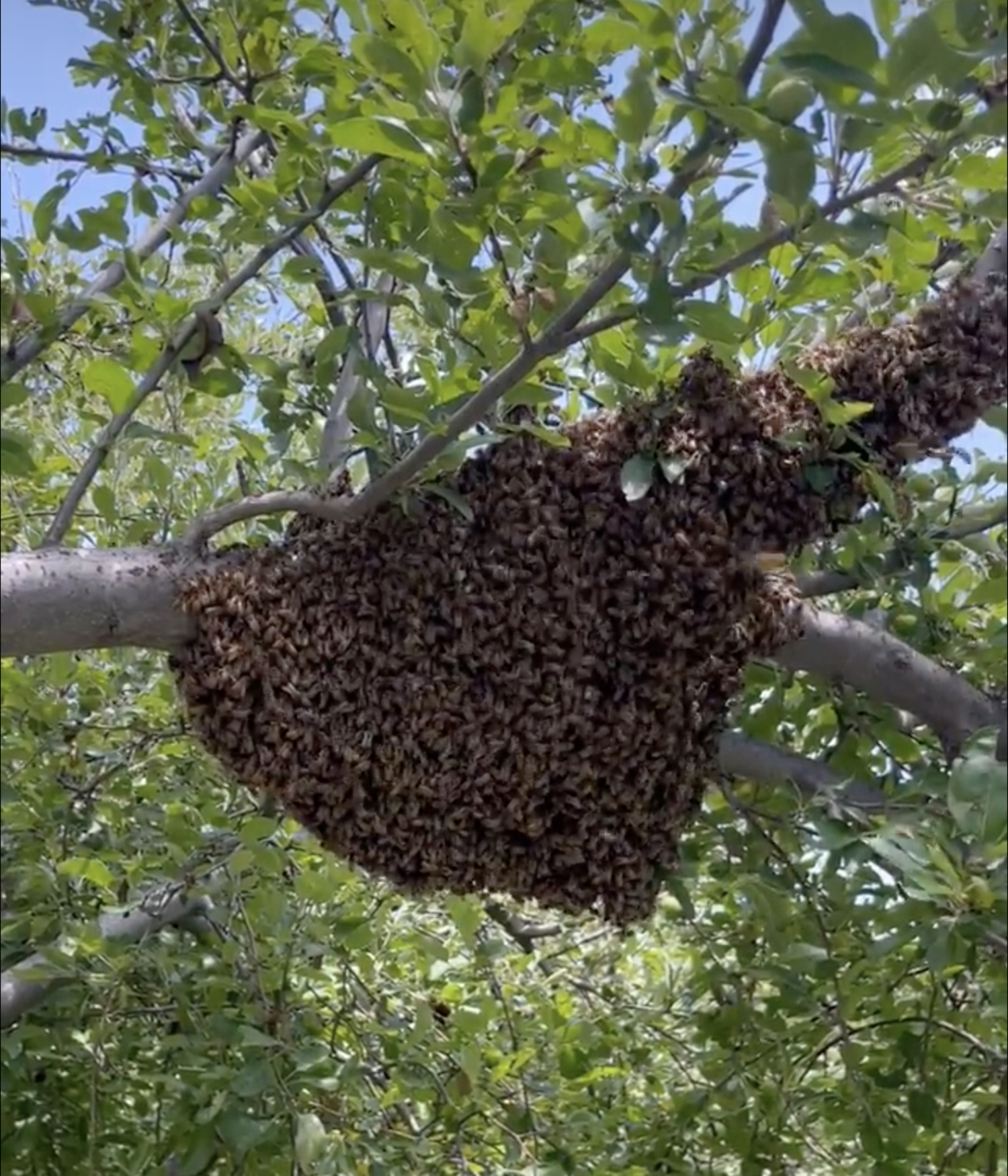 A honeybee swarm.  COURTESY JENNCLEARY.COM