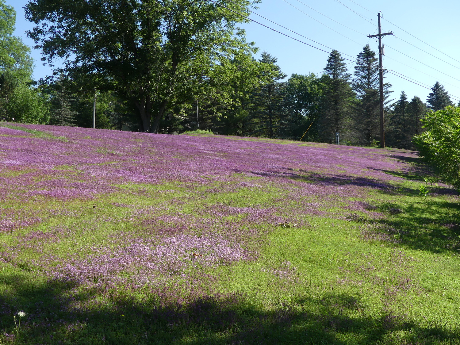 Got thyme? This upstate dry hillside is naturally covered with Thyme that’s growing on very stony ground with only a few inches of soil. Apparently perfect conditions including the soil pH.   ANDREW MESSINGER