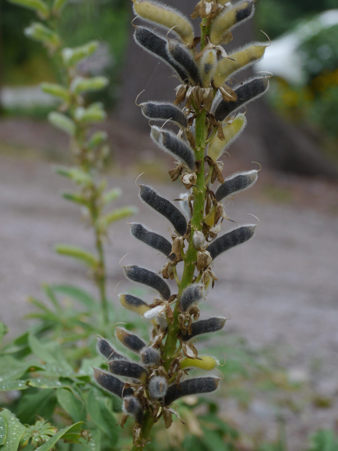 Lupine seeds like these on Lupinus perenne, our wild lupine, ripen in a hard pod that splits open when the seeds are ripe allowing them to drop to the ground. The brown pods can be picked off to harvest the seed, leaving some behind for self seeding. The seed should be kept dry then planted in late summer. They will germinate in the following spring, sending out foliage then flowering the next spring. ANDREW MESSINGER