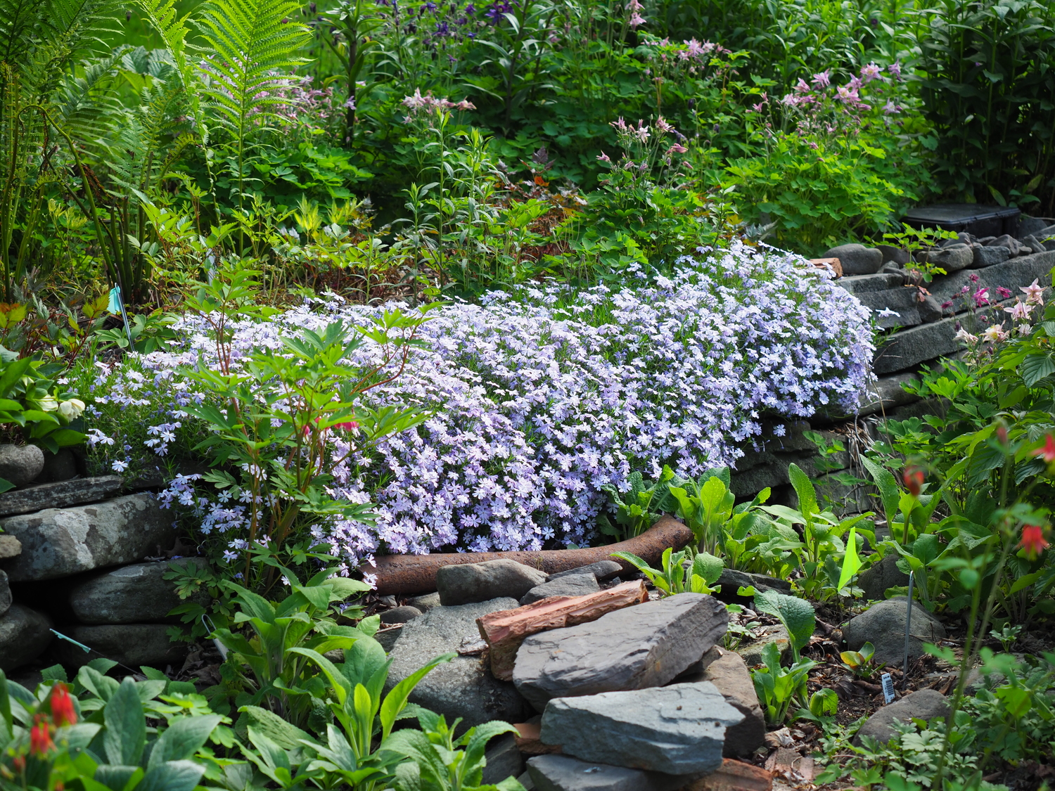 Phlox subulata atop a stone wall and hanging down. These need to be pruned after flowering for a great show the next year. ANDREW MESSINGER