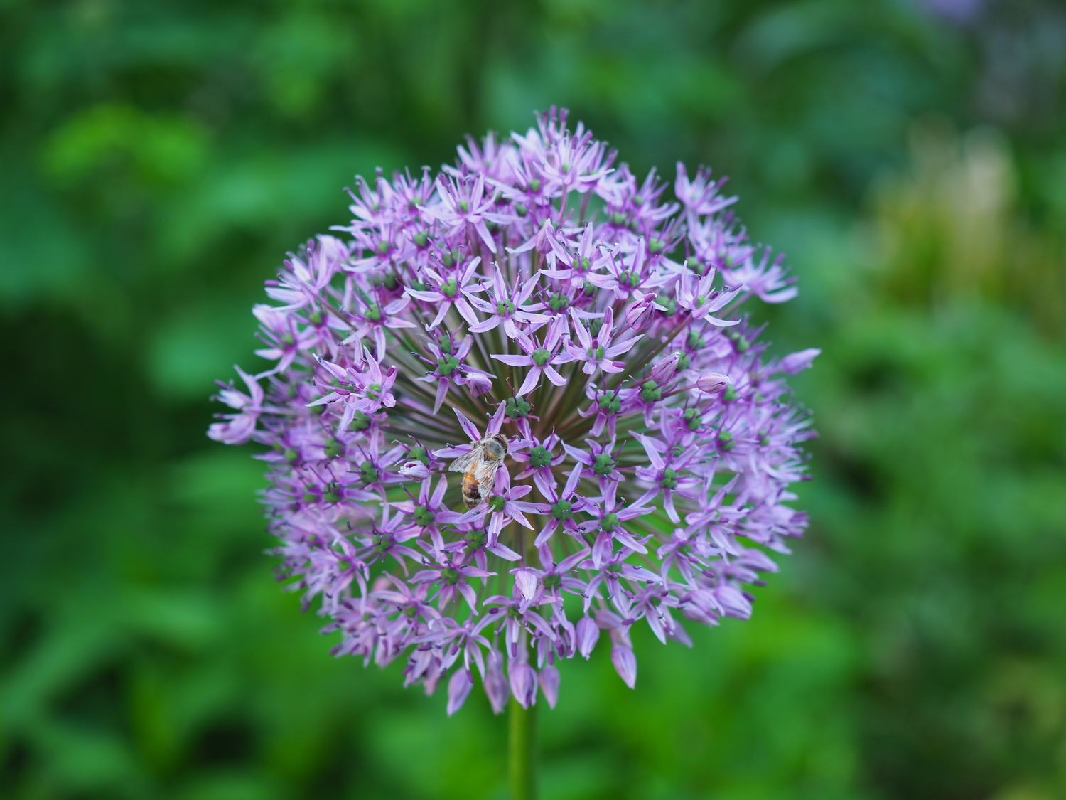 Alliums are treated as perennials but not a perennial by definition. Note the honeybee in the center. This is an early flower that supports insects that are early pollinators. ANDREW MESSINGER
