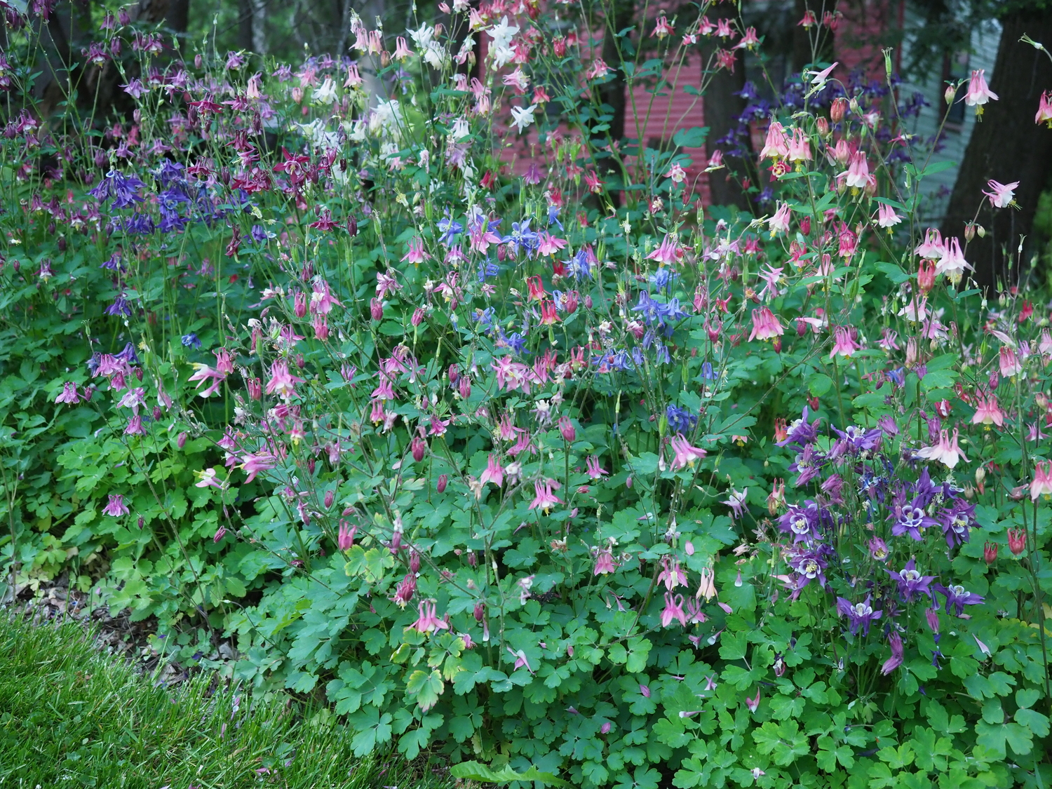 Just past their peak, these columbines are random hybrid crosses thanks to mother nature and her pollinator insects and hummingbirds.  ANDREW MESSINGER