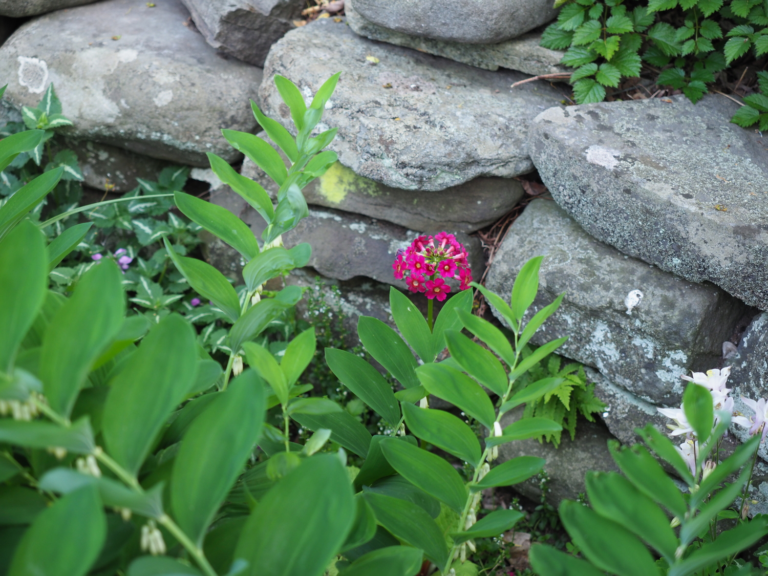 Hidden behind some Polygonatum (Solomon’s seal) is a single stalk of Primula Bee’s Ruby. It’s surprises like this that make the perennial gardens that aren’t over weeded full of surprises.
ANDREW MESSINGER