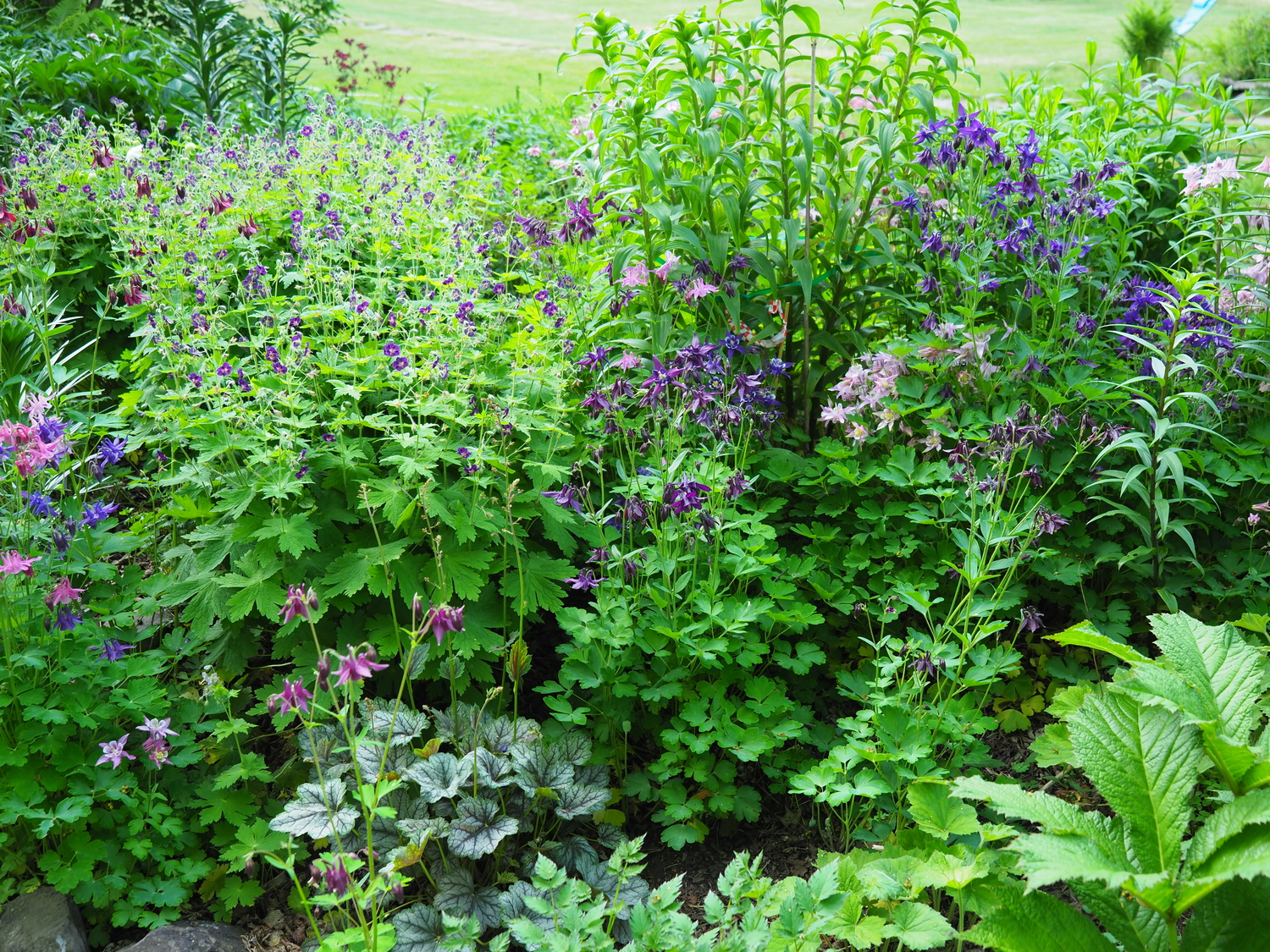 Smack in the middle of the long perennial island, a Heuchera (left foreground) marks the beginning of a line of Geranium phaeum 