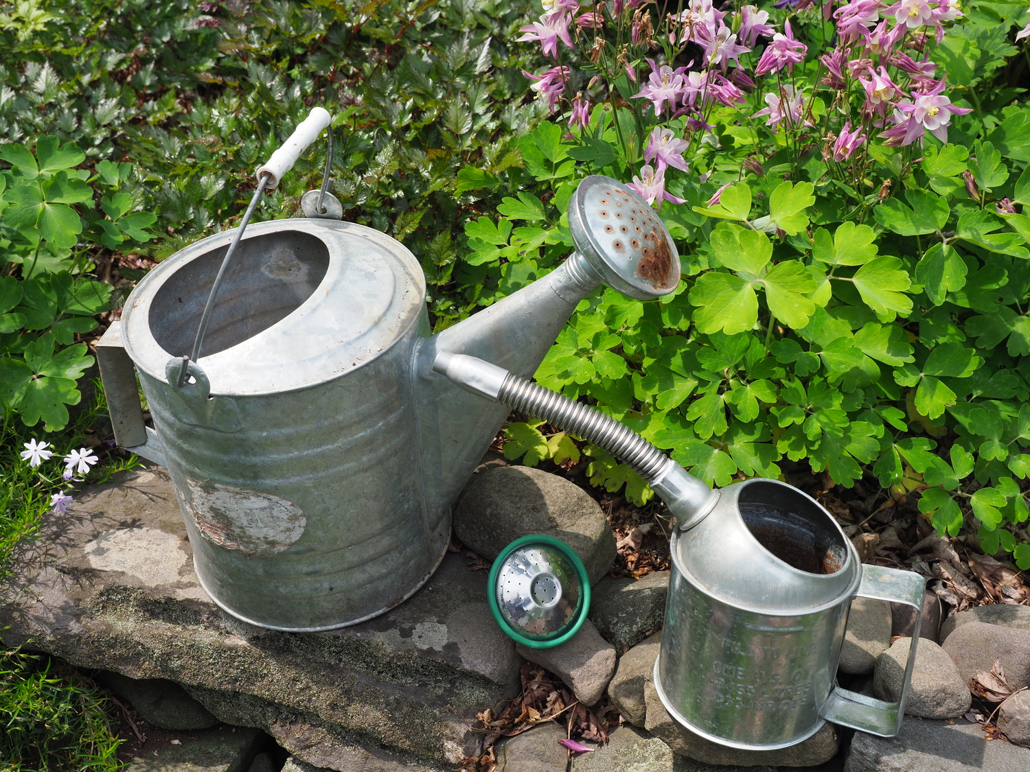 On the left is a Bahrens 2-gallon galvanized watering can. It will last for years if you keep it clean, but when the bonnet or rose (where the water comes out) needs replacement, good luck. The smaller 1-quart oil can on the left has an articulated spout and I like to use this one for indoor watering. The bonnet (lower center) fits over the flexible spou.  but I prefer using the stream of water to keep things neat. ANDREW MESSINGER