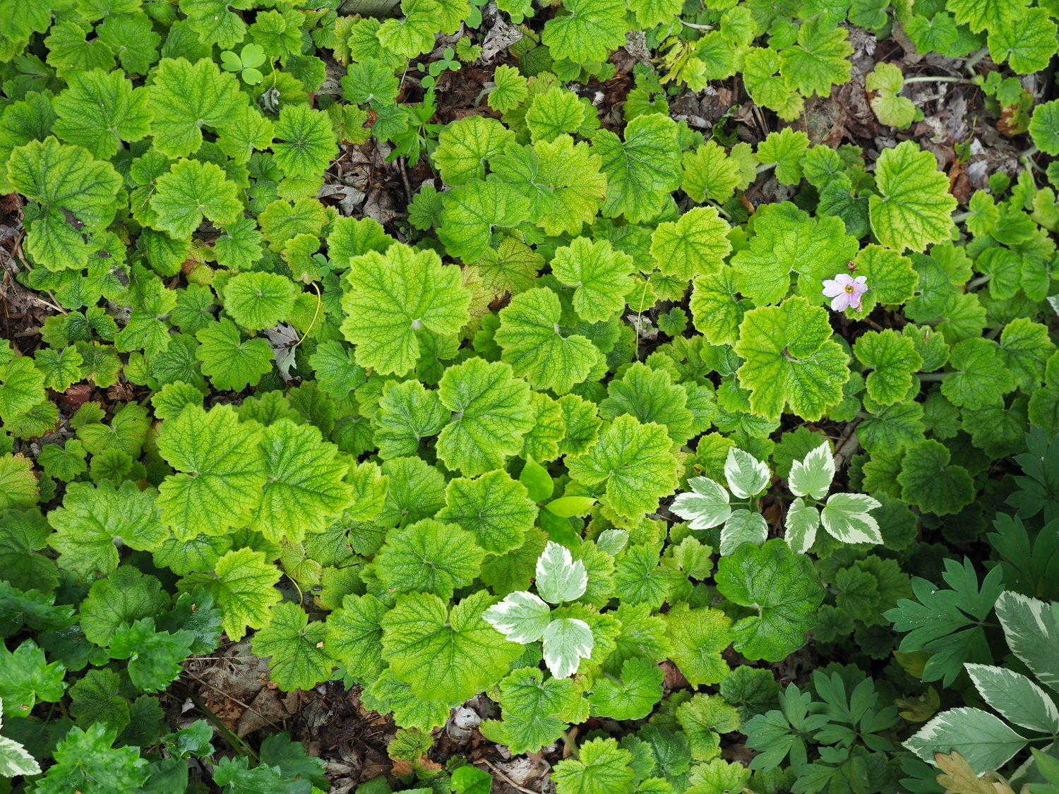 Primula kisoana, or the Japanese primrose, flowers (right rear) in May on short stems.  When the flowers are gone it makes a great groundcover for shade to partly shaded areas and needs little care. It’s a slow spreader. The variegated foliage is from Aegopodium podagraria v., or variegated Bishop’s weed. It is a groundcover but can be very invasive and is illegal to plant in several states.  ANDREW MESSINGER