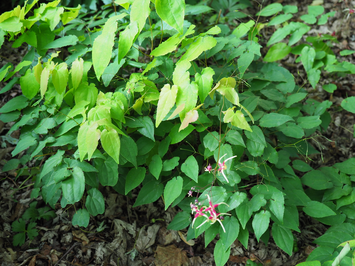 Epimedium, native to Japan, can make great groundcovers in dry shady areas with the added bonus of incredibly structures flowers. This variety, Flame Thrower, is a taller one but Epimedium’s range from just a few inches tall to 15 inches and are early to midspring bloomers.  ANDREW MESSINGER