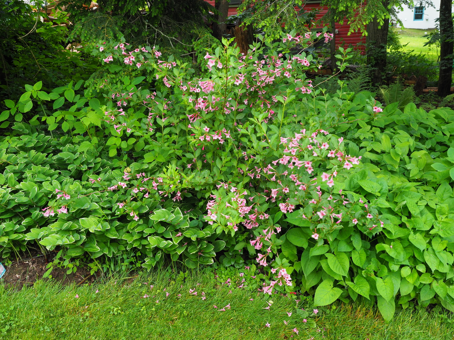 At the edge of the lawn with a hemlock overhang Weigela 