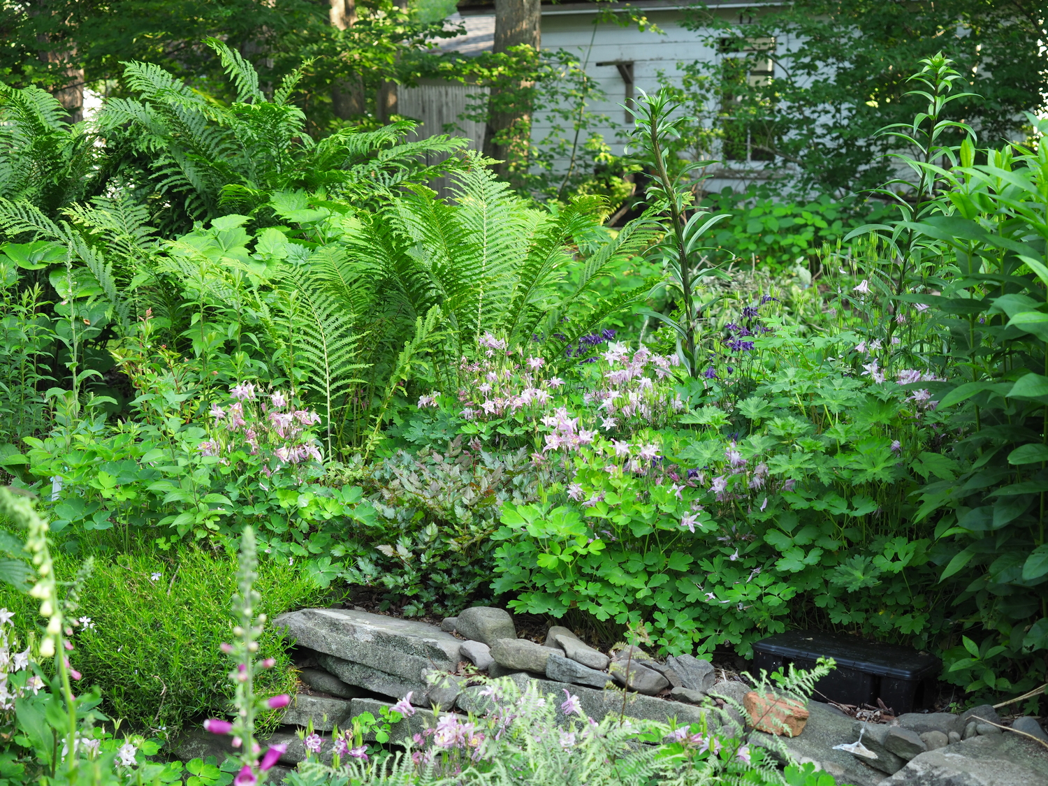 The pink columbines in the center are fading but by the time they’ve lost most of their color the Astilbe in the center will send up its wiry flower stems as the pinks get replaced by a brilliant red. As the Astilbe begins to fade your eye will then be drawn up to the lilies (center and right) that will add a wonderful summer scent to the garden as well as incredibly eye candy. On the far right is a Phlox paniculata that will flower in coral during August.
ANDREW MESSINGER