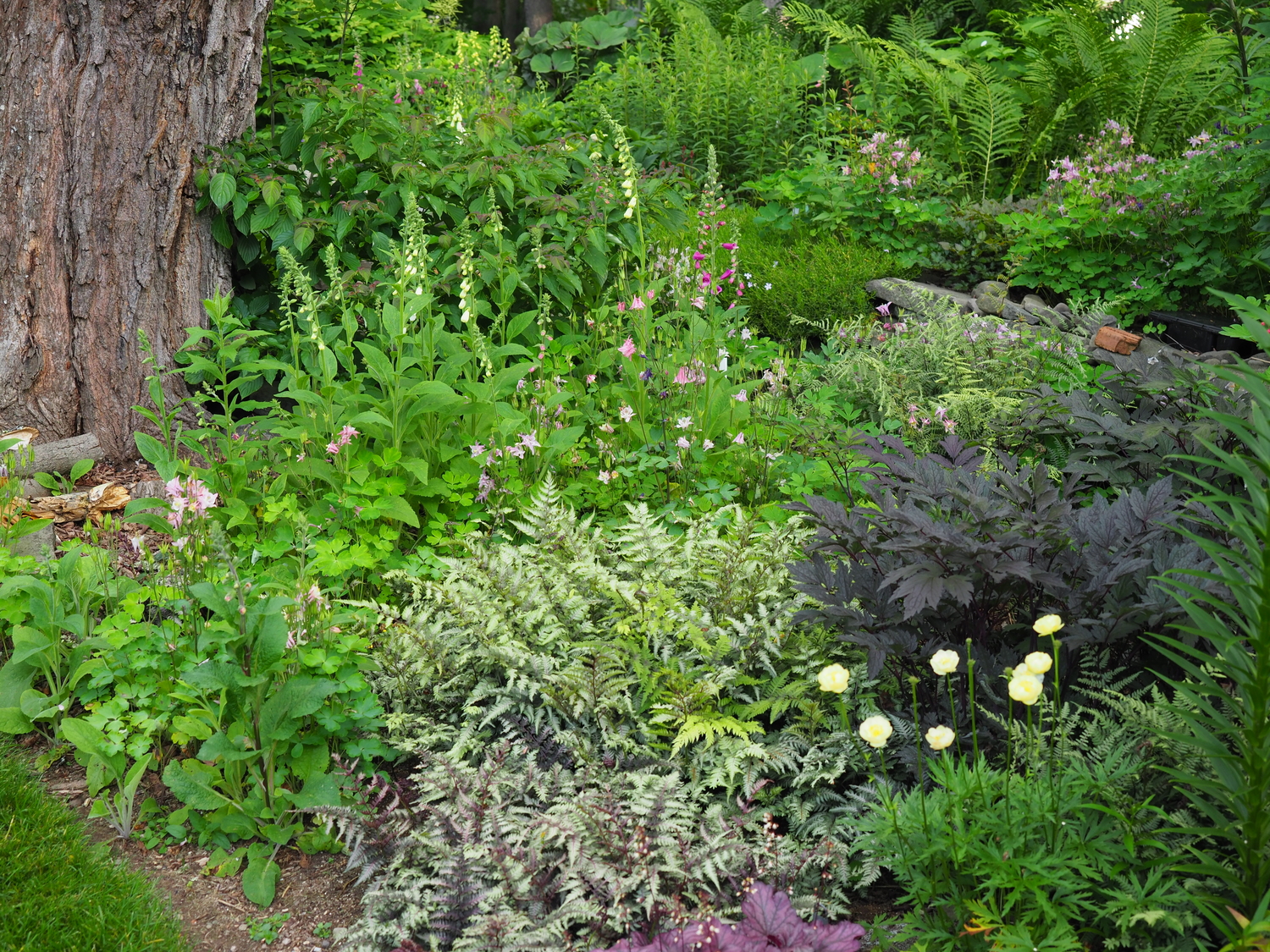 This is an area that was once totally shaded but as the maple above ages and pieces need to be removed there’s more light. Early in the season there are only columbines but as they fade the self-seeding Digitalis fill in. The Japanese painted ferns add color and interest, covering the ground, and Actaea 