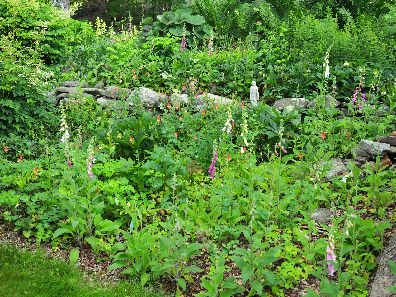 This is an area where primulas provide early color and they are then replaced by the columbines. In this area, A. canadensis, our native columbine, dominates (yellow and red flowers). As these fade, the columbines are replace by the self-seeding Digitalis in white, strawberry and pink. Way in the back on the upper level to the left is the yellow blooming Digitalis ambigua, and on the far right is Aruncus (goat's beard) with a dwarf Aruncus below it. ANDREW MESSINGER