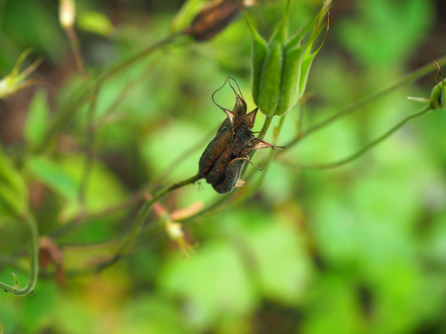 Columbine (Aquilegia sp.) seed pods are ripening now. The brown pod is opening and will drop 20 or more seeds onto the ground. To endure a harvest, the brown pods can be harvested just as they begin to open like this one. In the background is a maturing pod that is still green and about 10 days from ripening. ANDREW MESSINGER