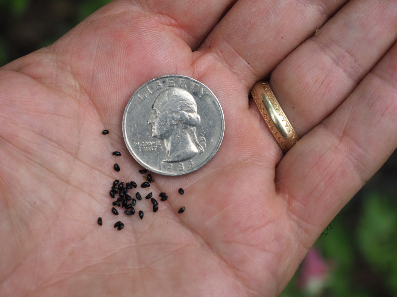 These are the hard black seeds that come from the columbine seed pod. The seed can be sown a few days after harvesting or later in the summer. If simply dropped on open soil the seed will germinate this summer or in the spring with the resulting plants producing flowers the following year.  ANDREW MESSINGER