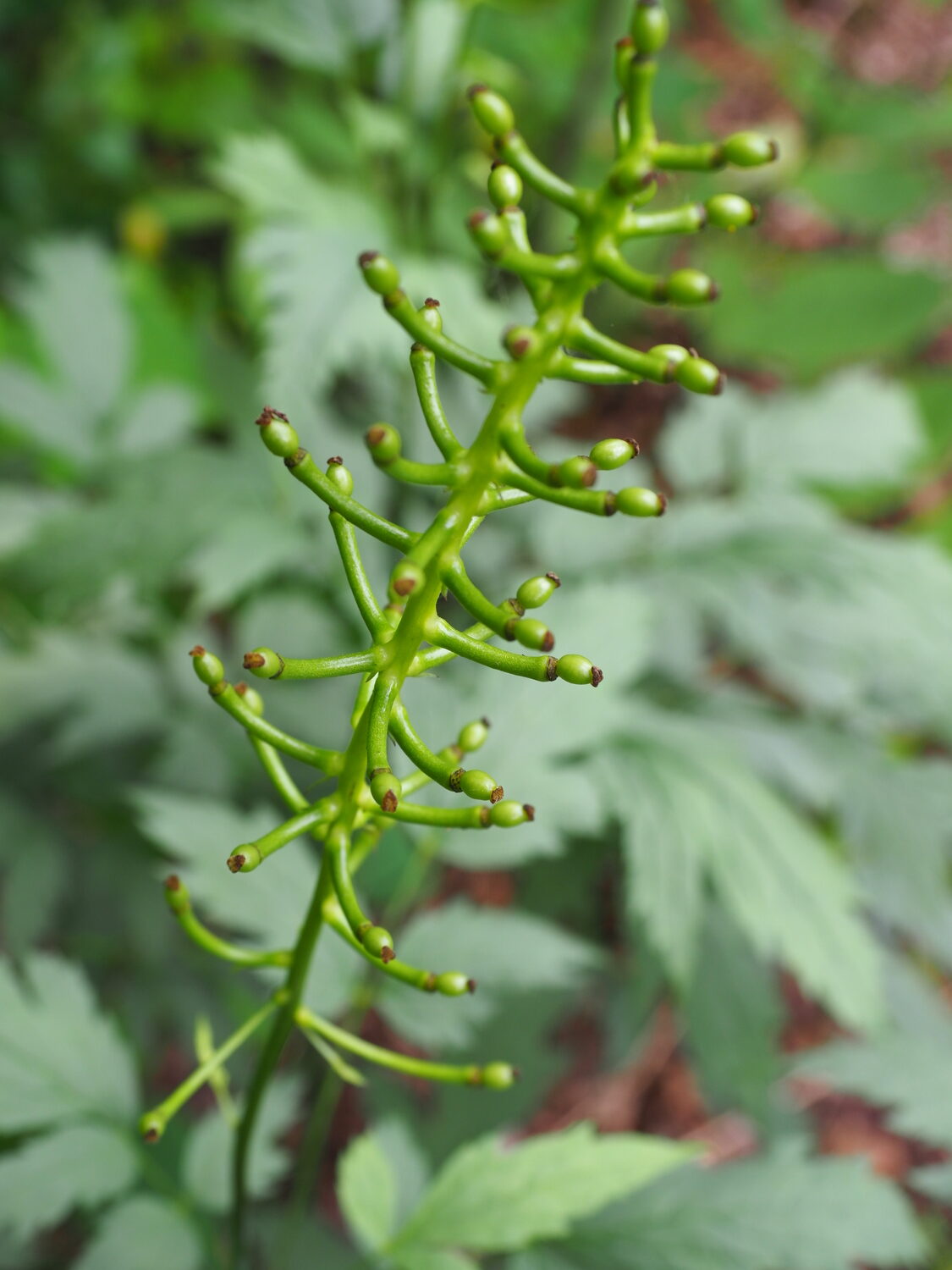 These are the very early stages of seeds from Actaea pachypoda 