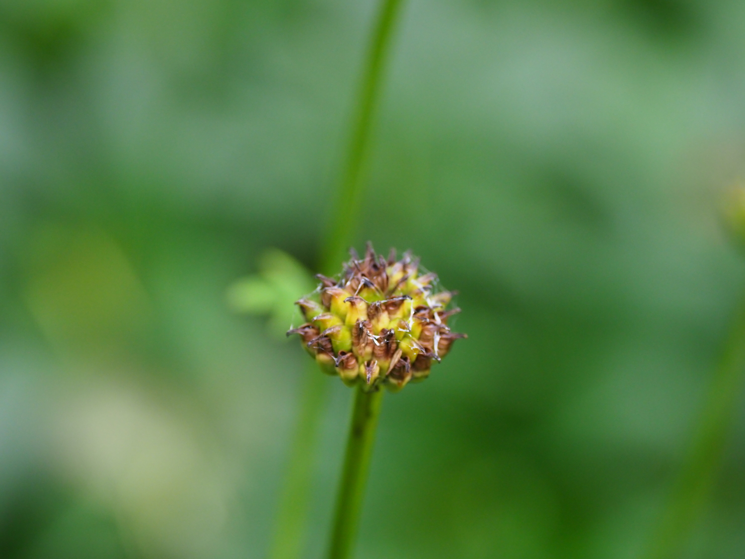 This is the seed head, about a half inch in diameter, of a Trollius 