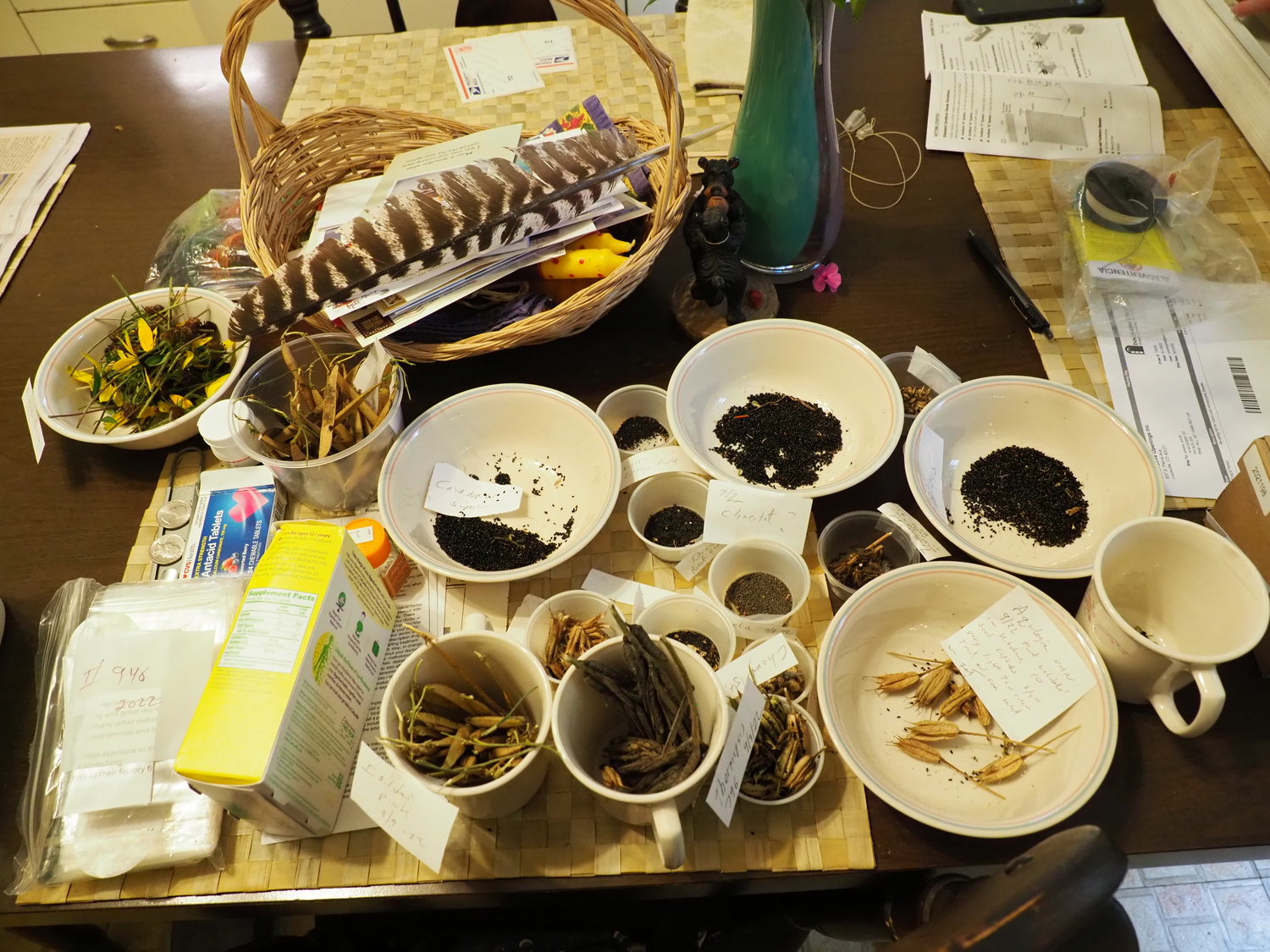 The kitchen table in mid-September. Top left to right are Rudbeckia triloba followed by our native sweet pea Lathyrus latifolius then six different types (colors) of columbine.  On the bottom left are two more sweet pea cups, a few small plastic cups of columbine seed and a cereal bowl of columbine seed. The three sweet pea seed collections are attempts to isolate the three colors that the plants bloom in. At the very far left are some glassine envelopes on top of the zip closing plastic bags. Each seed type has a number and notes that will be packaged with the seed for future tracking and reference. ANDREW MESSINGER