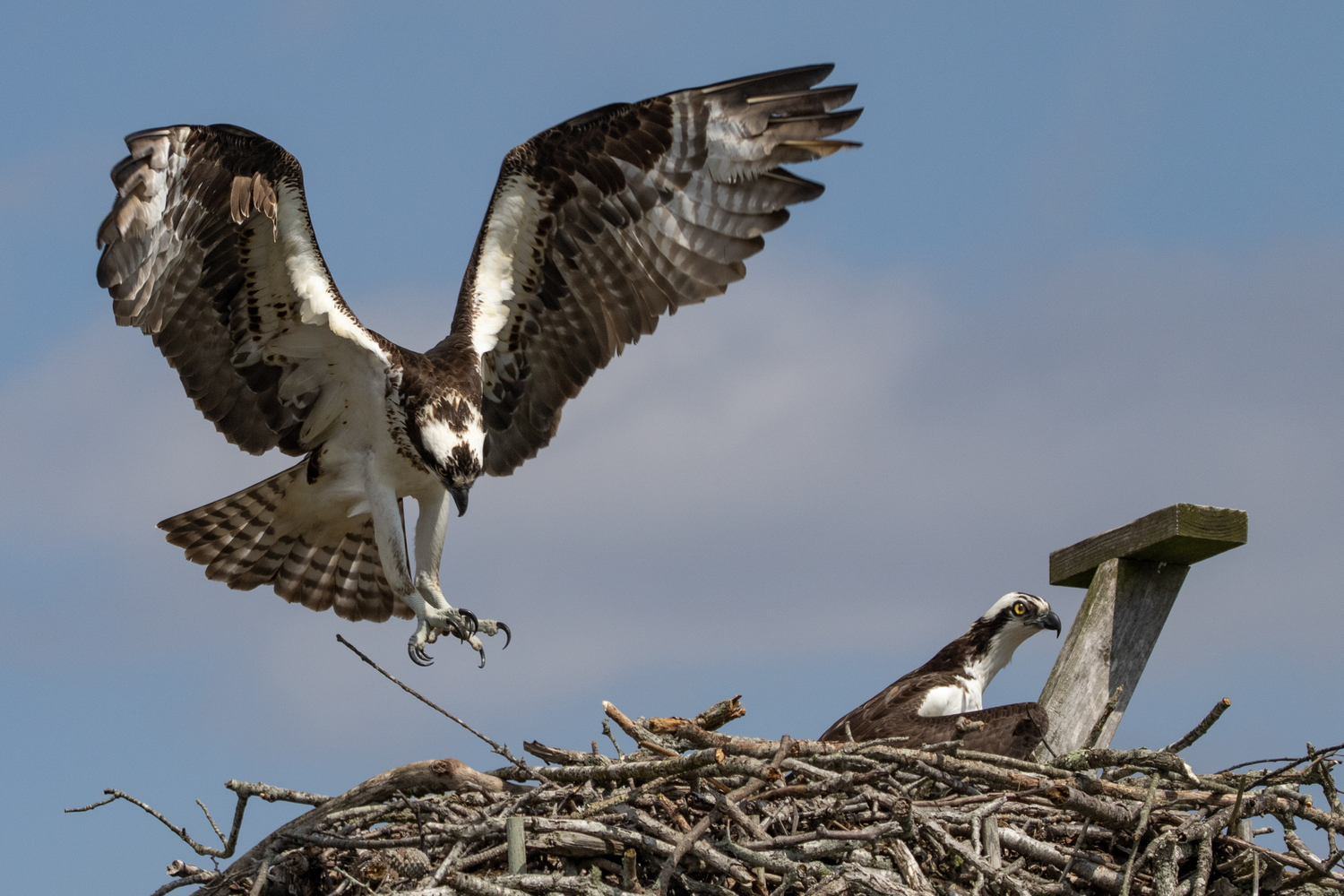 Ral and Mary Osprey. Chris Paparo photo