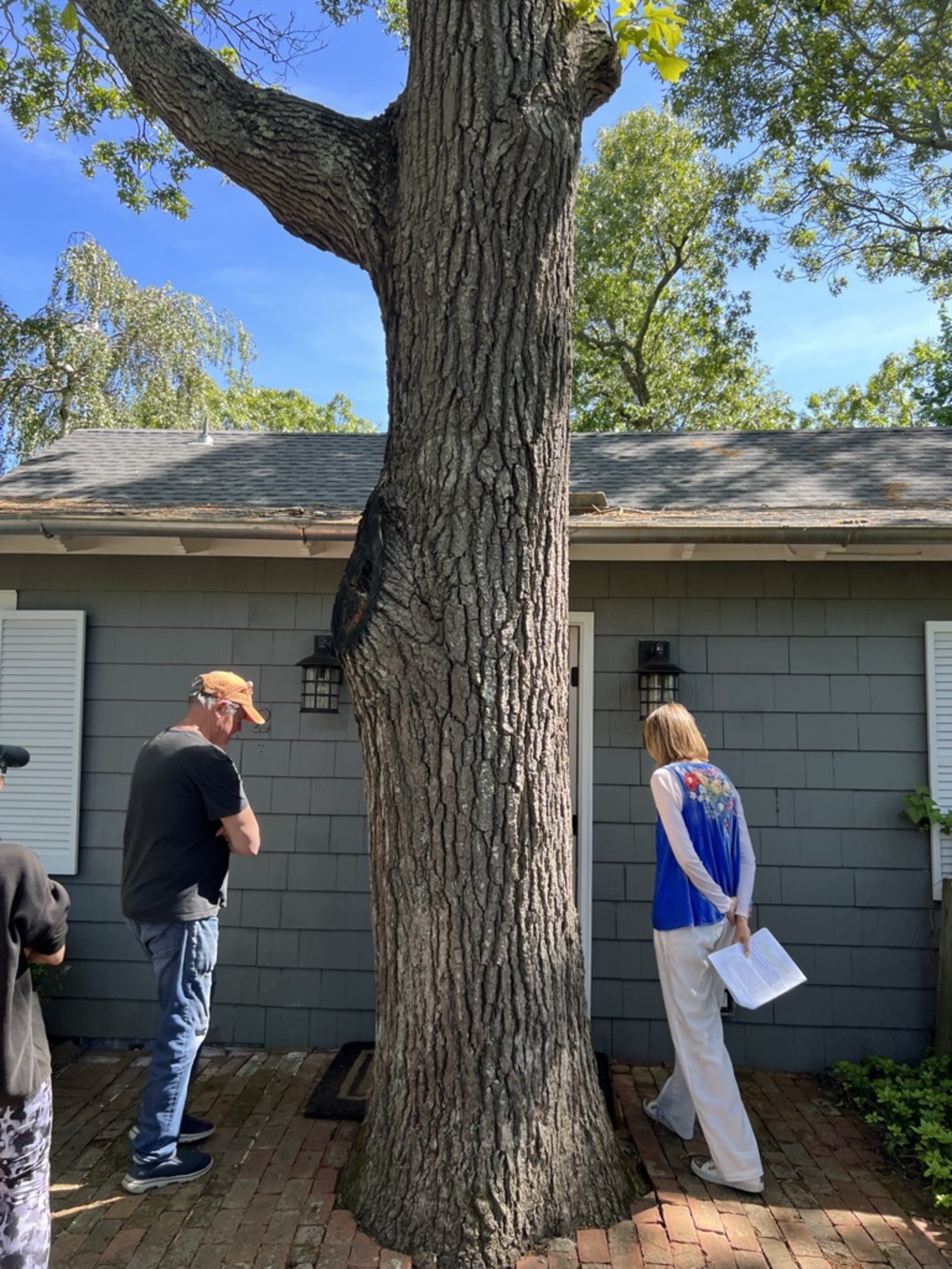 There is a tree planted in front of the entrance to Steinbeck's cottage.