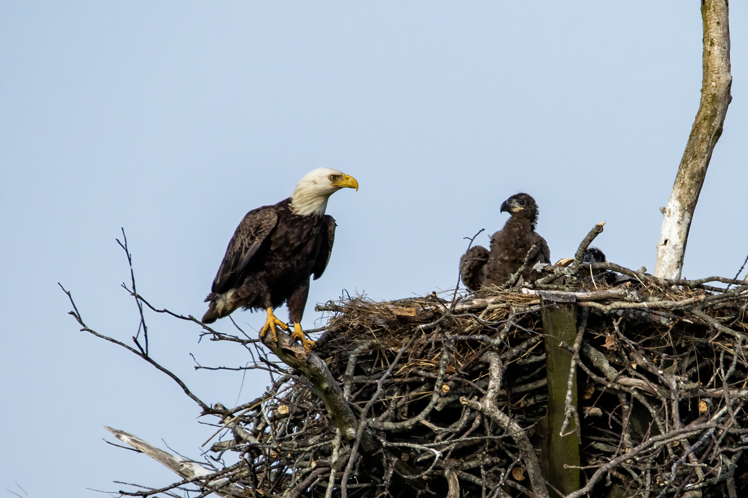 The American bald eagle. Chris Paparo photo