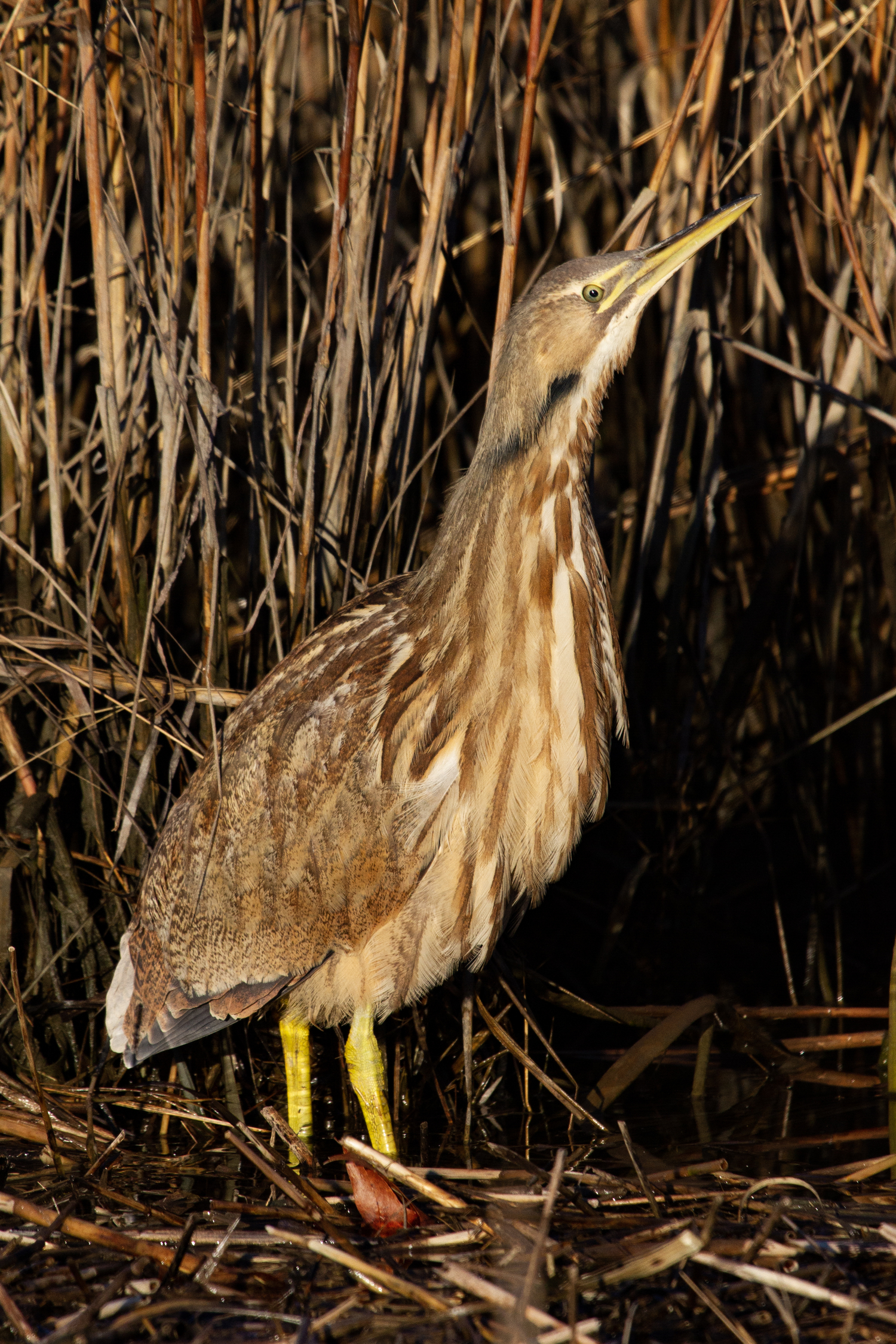 Bittern. Chris Paparo photo